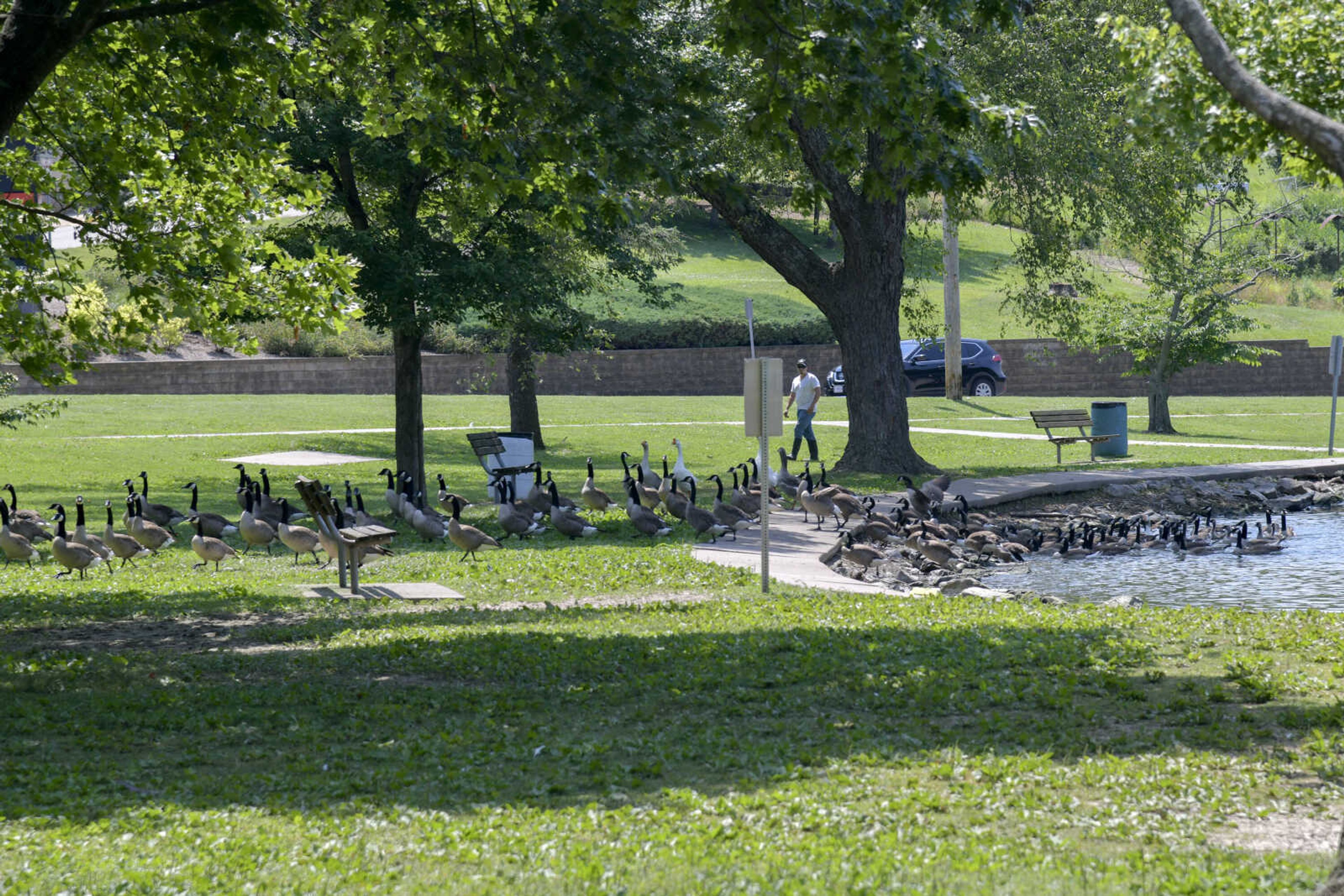 Geese and a few ducks are herded out of the pond with a remote controlled boat (not pictured) and closer to an enclosure at Capaha Park in Cape Girardeau on Thursday, June 17, 2021.