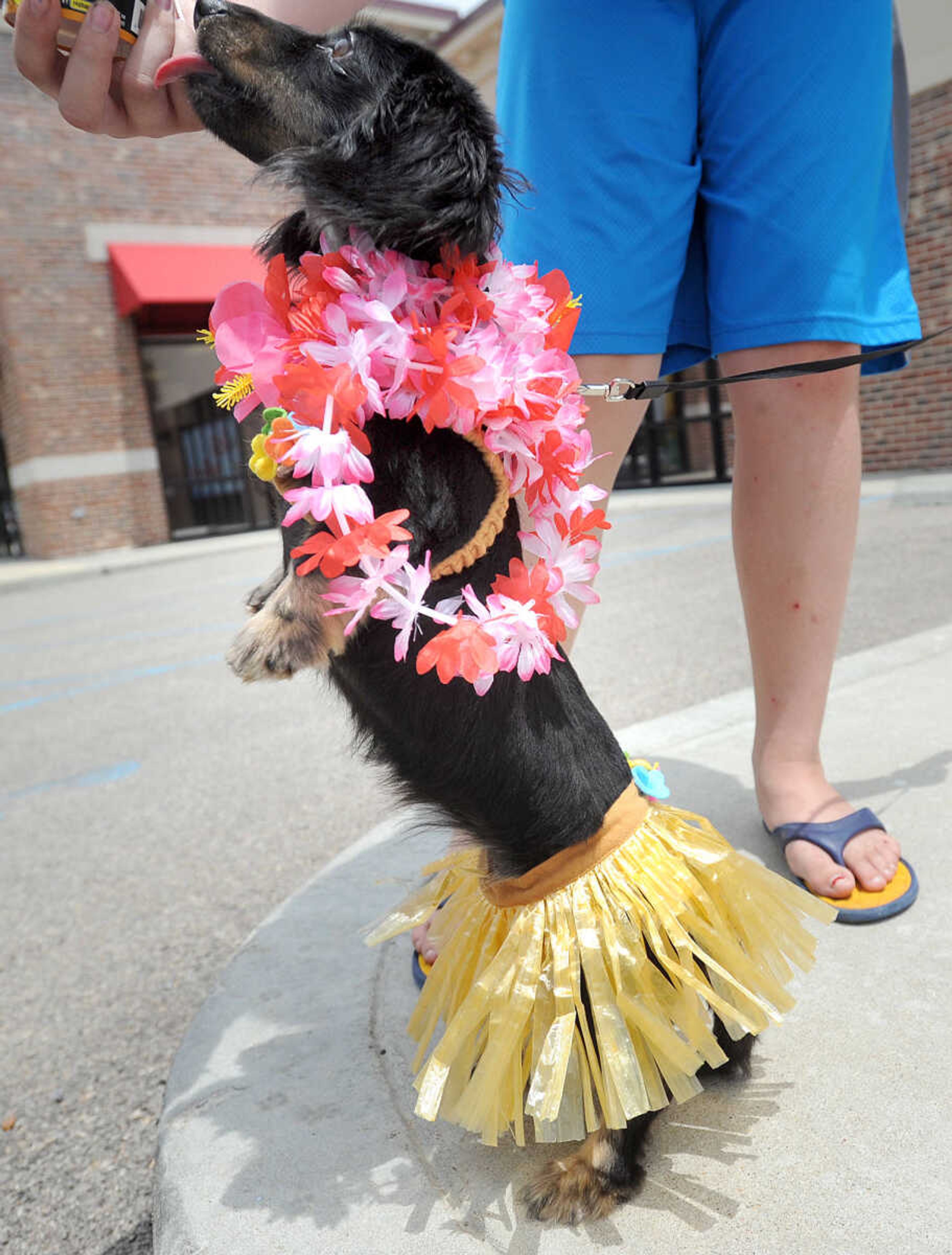 LAURA SIMON ~ lsimon@semissourian.com

Miranda shows off her luau fashion while eating her frozen treat, Saturday, July 12, 2014, during the Bow Wow Luau at Busch Pet Products and Care in Cape Girardeau.