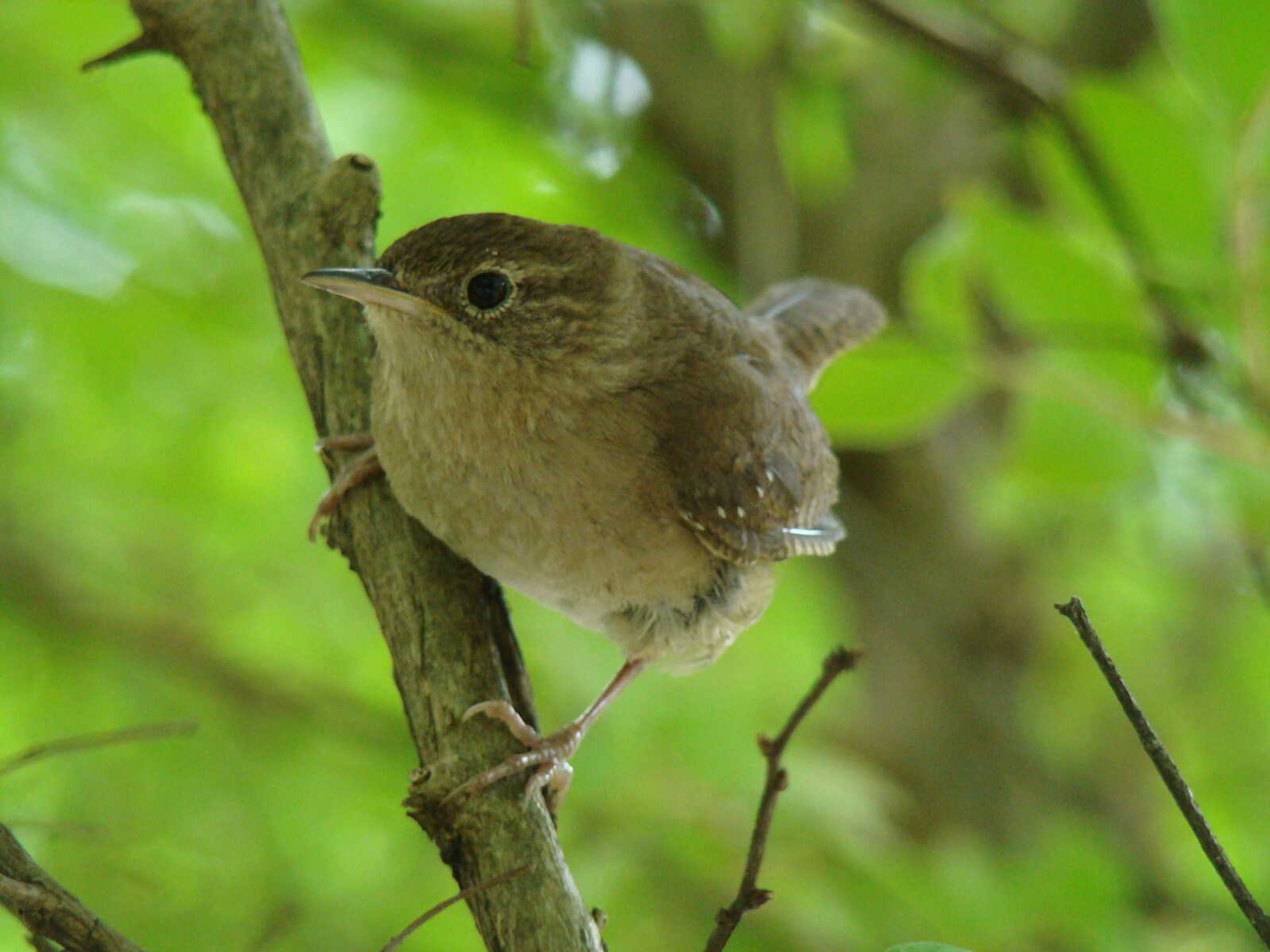 Little Wren