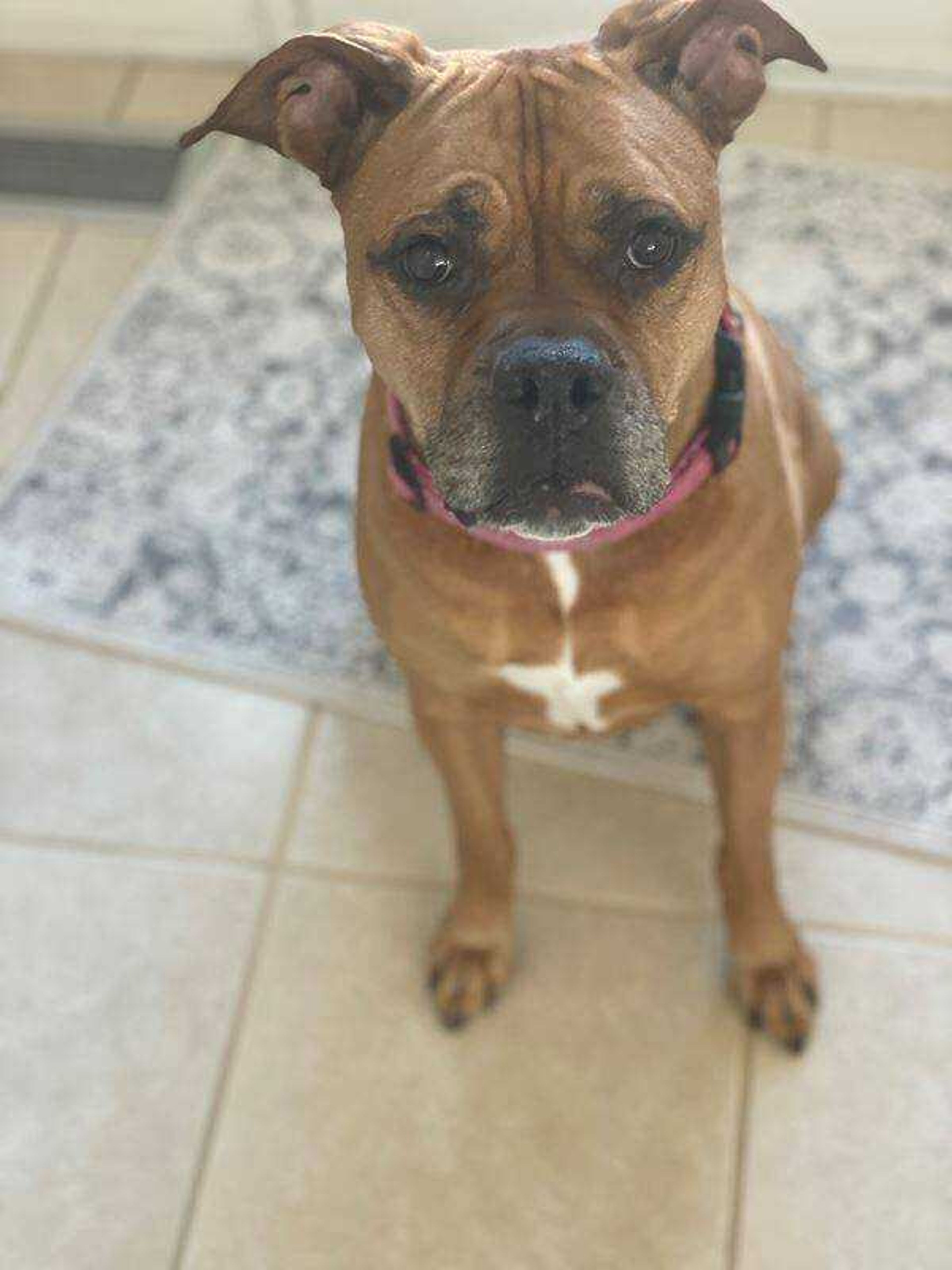 Sidney - My name is Sidney I am a loving 10 year old boxer Mix. My brother Dash won this last year thought I'd give it a try. My favorite things are doggie day outs with my Sissy. She takes me to the doggie spa and to get New toys. Dash and I have sleepovers.