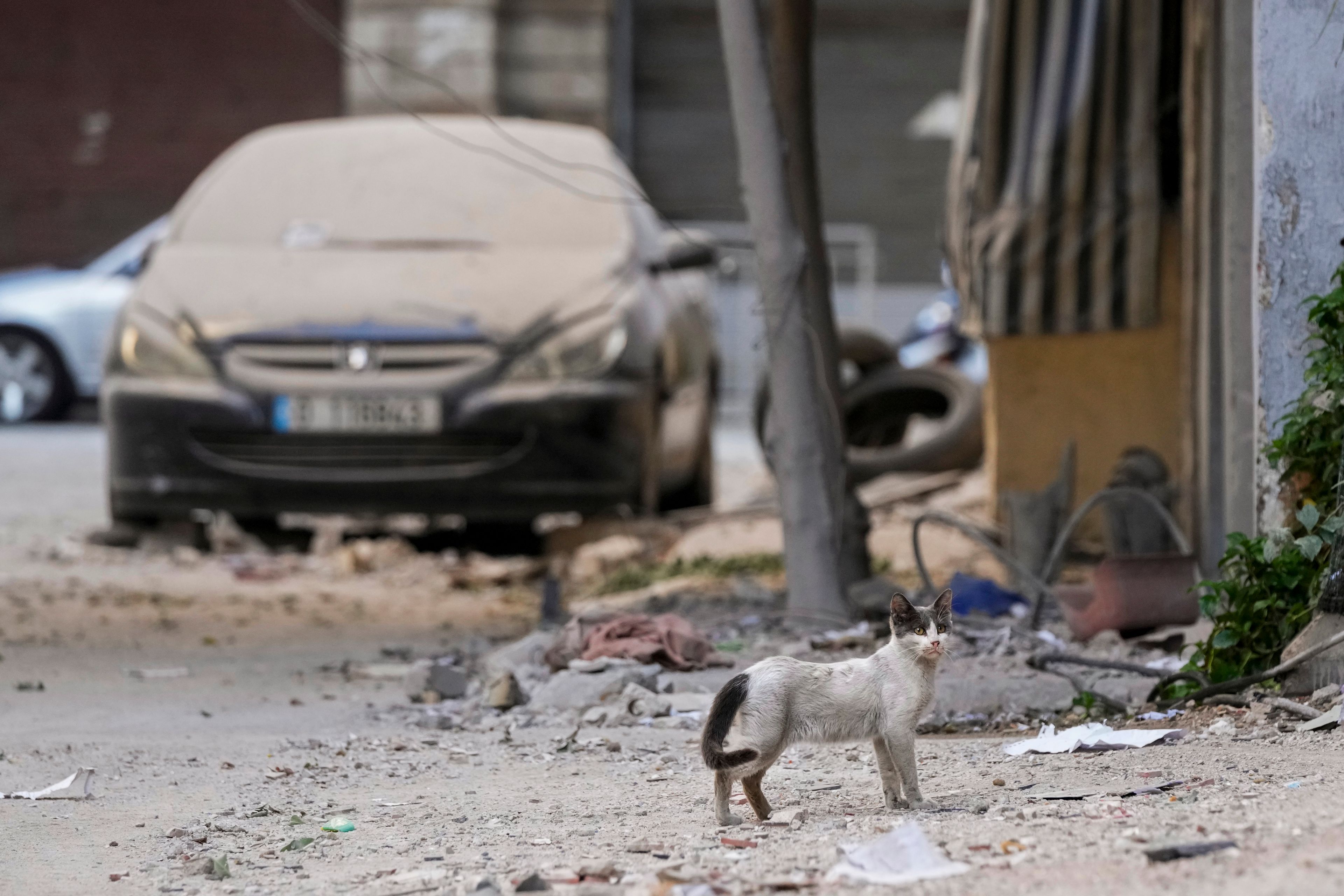 A cat walks past a building that was hit by an Israeli airstrike in Beirut's southern suburb, Lebanon, Monday, Sept. 30, 2024. (AP Photo/Hassan Ammar)