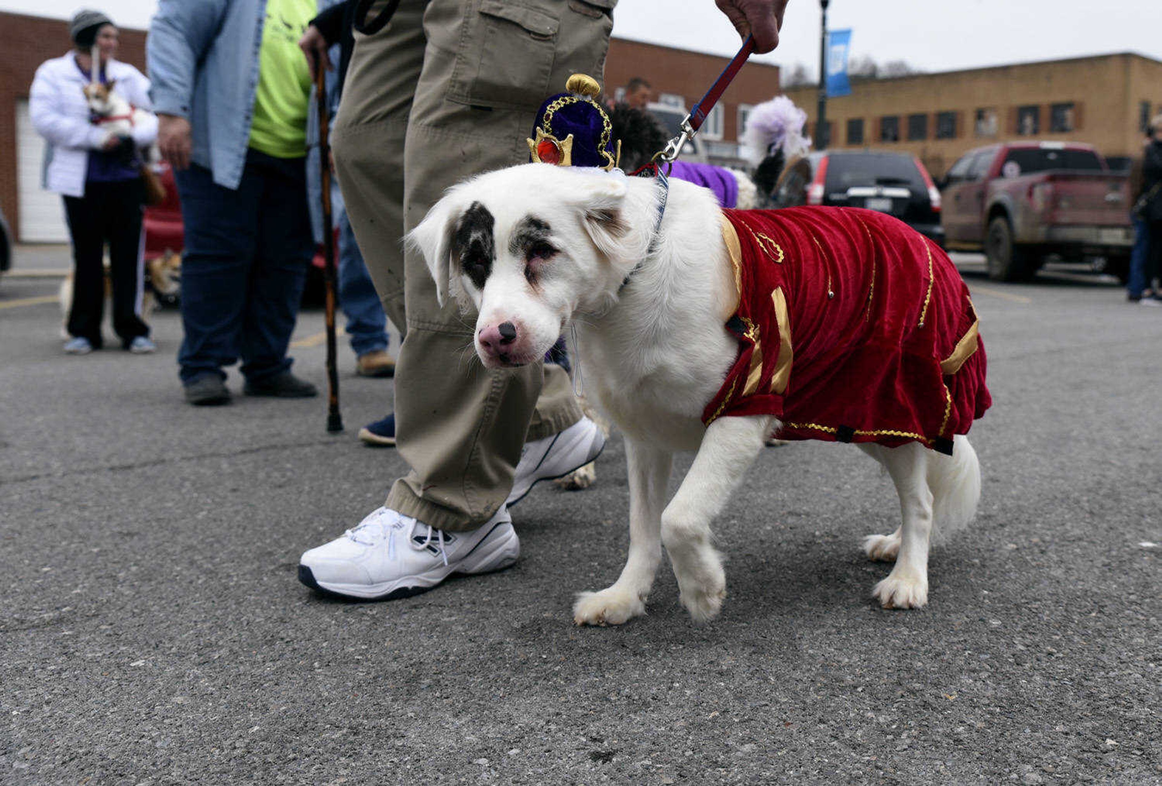 Petey, 3, an Australian Shepherd, gets ready for the 2nd Annual Mardi Paws Parade of Pets hosted by Mississippi Mutts on Sunday, March 18, 2018, in downtown Cape Girardeau.