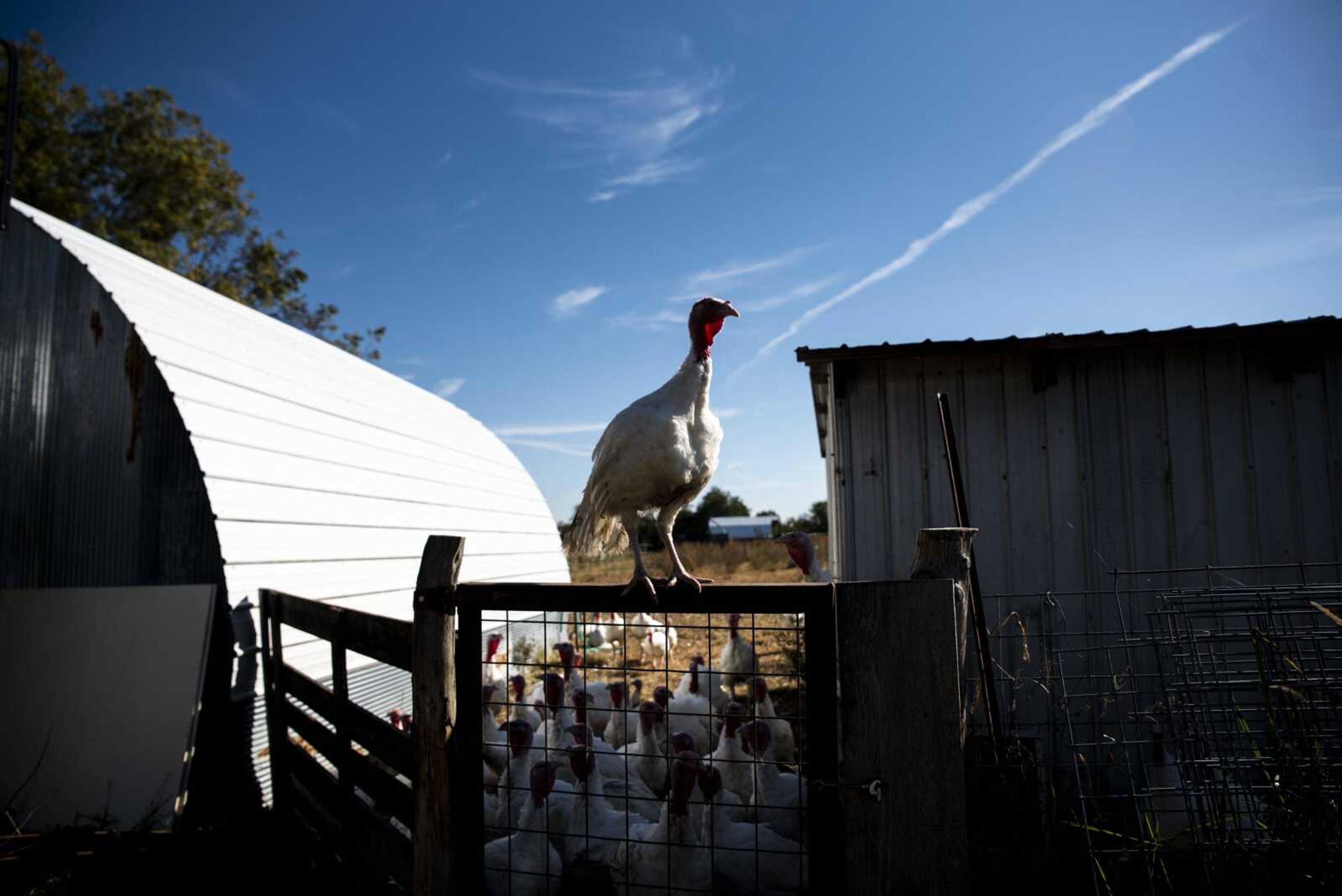 A turkey is seen perched on top of a gate at Farrar Out Farm Oct. 23 in rural Perry County.