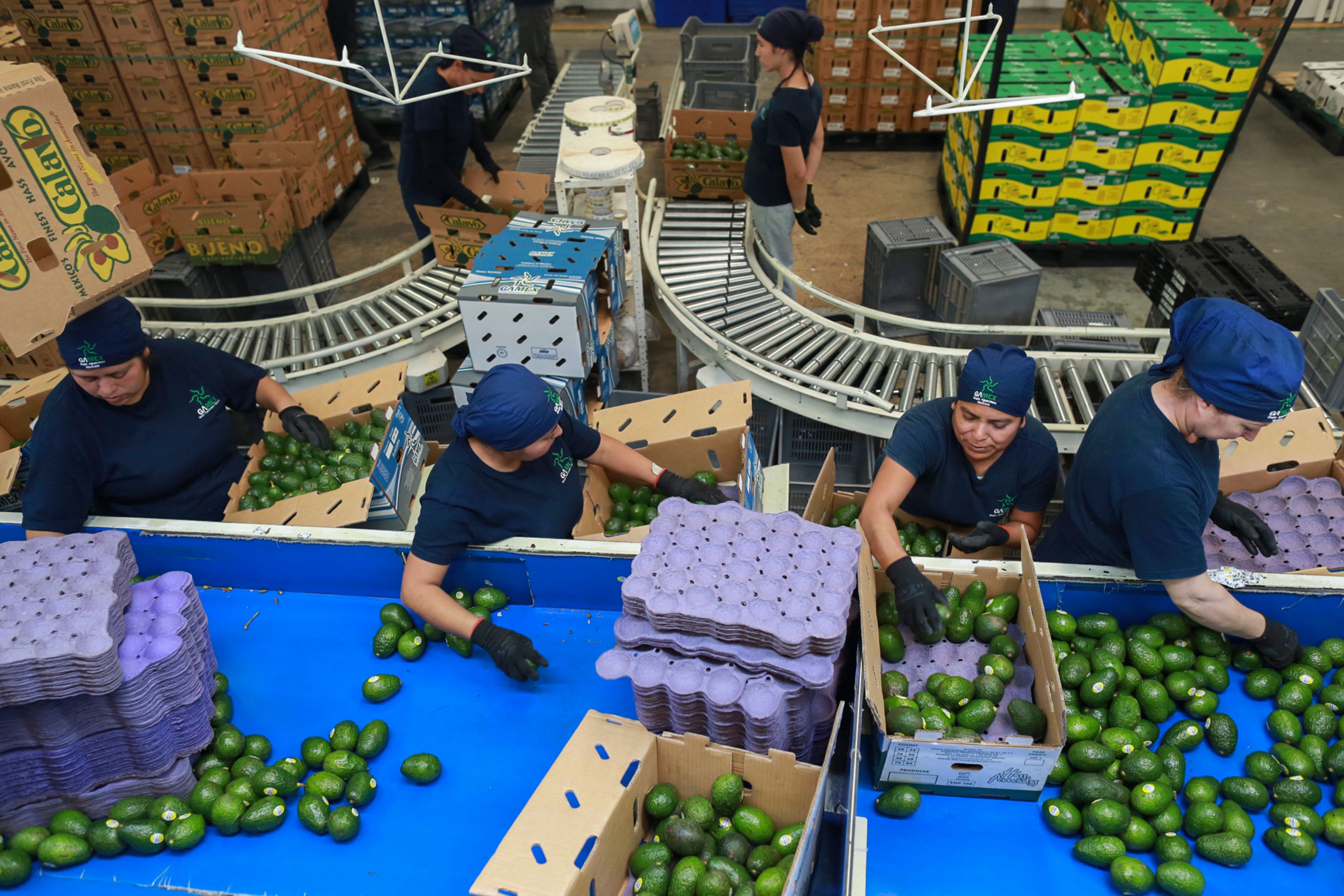 Workers sort avocados at a packing plant in Uruapan, Mexico Wednesday, Nov. 27, 2024. (AP Photo/Armando Solis)