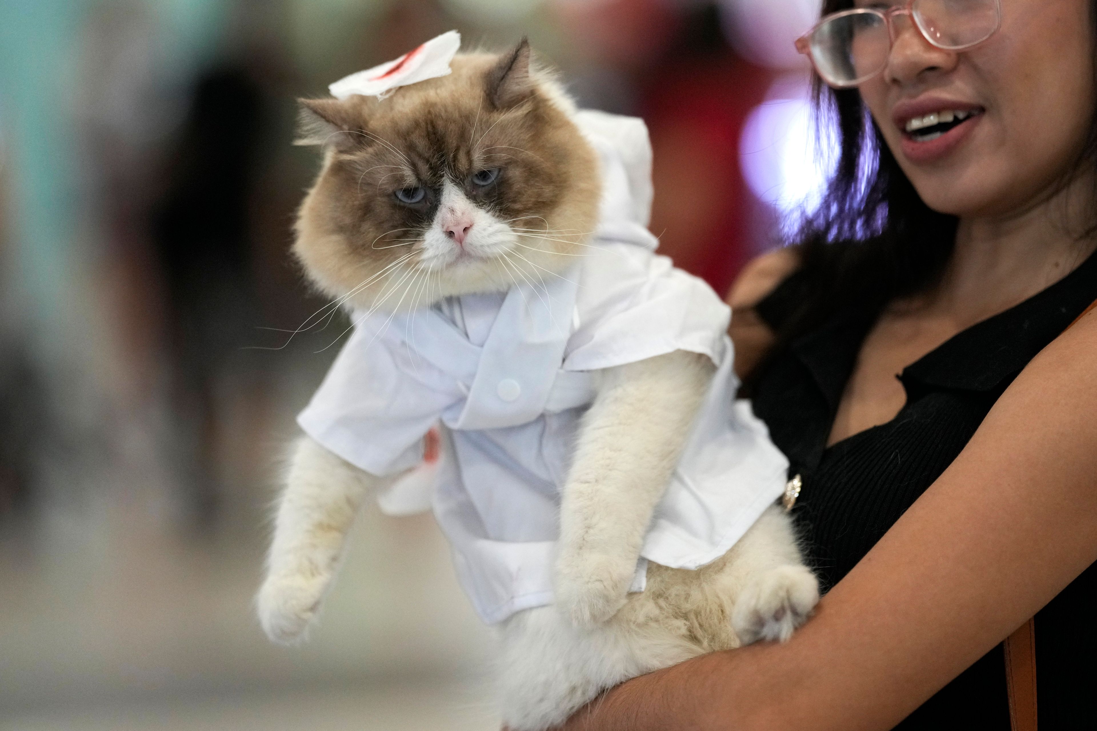 A persian cat named Willow wears a doctors costume during a Halloween pet party at a mall in Valenzuela city, Philippines on Saturday, Oct. 19, 2024. (AP Photo/Aaron Favila)