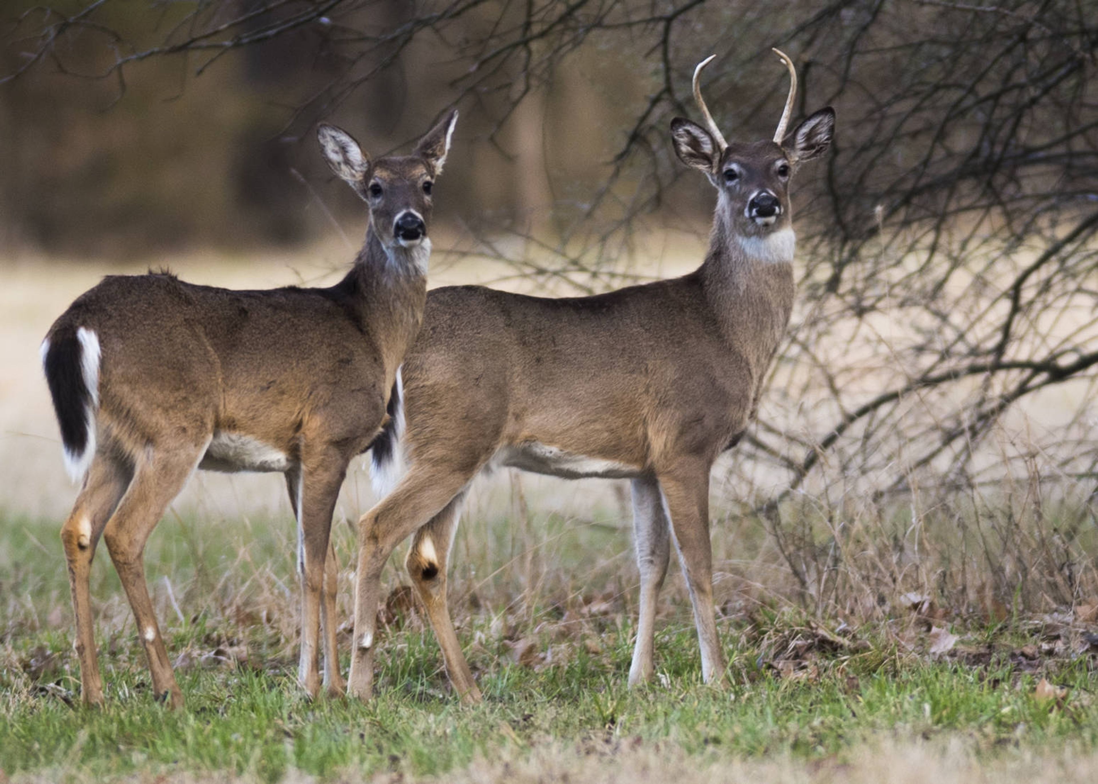 Cape council expands bow hunts of deer hunts to private properties of minimum of 2 acres