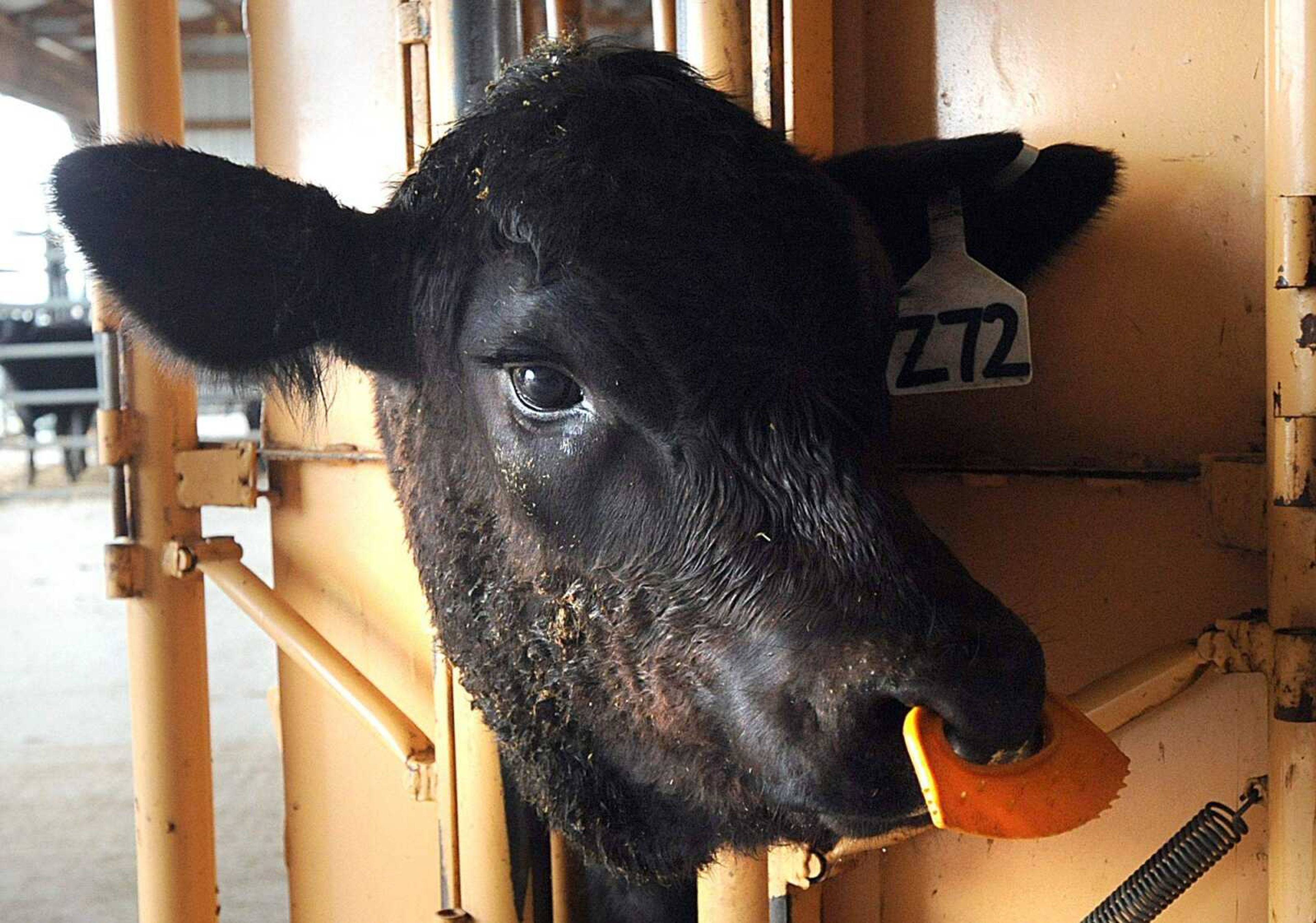 A calf waits in a head shoot after receiving tags, a weaning device and vaccines. (Laura Simon)