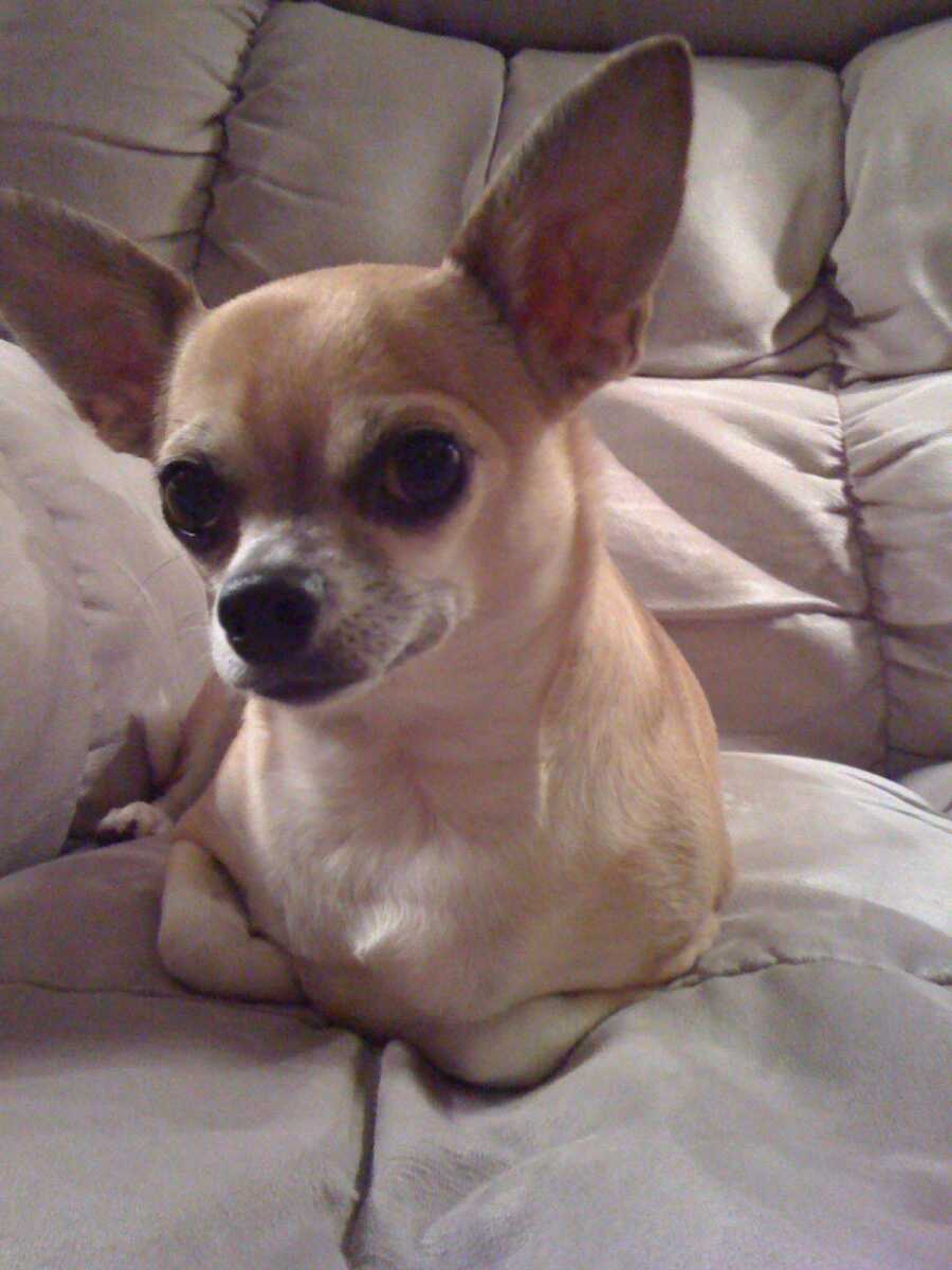 Favority Activity: Max loves playing fetch with his toy squirrel. (Name: Max Owner: Melissa Miller)