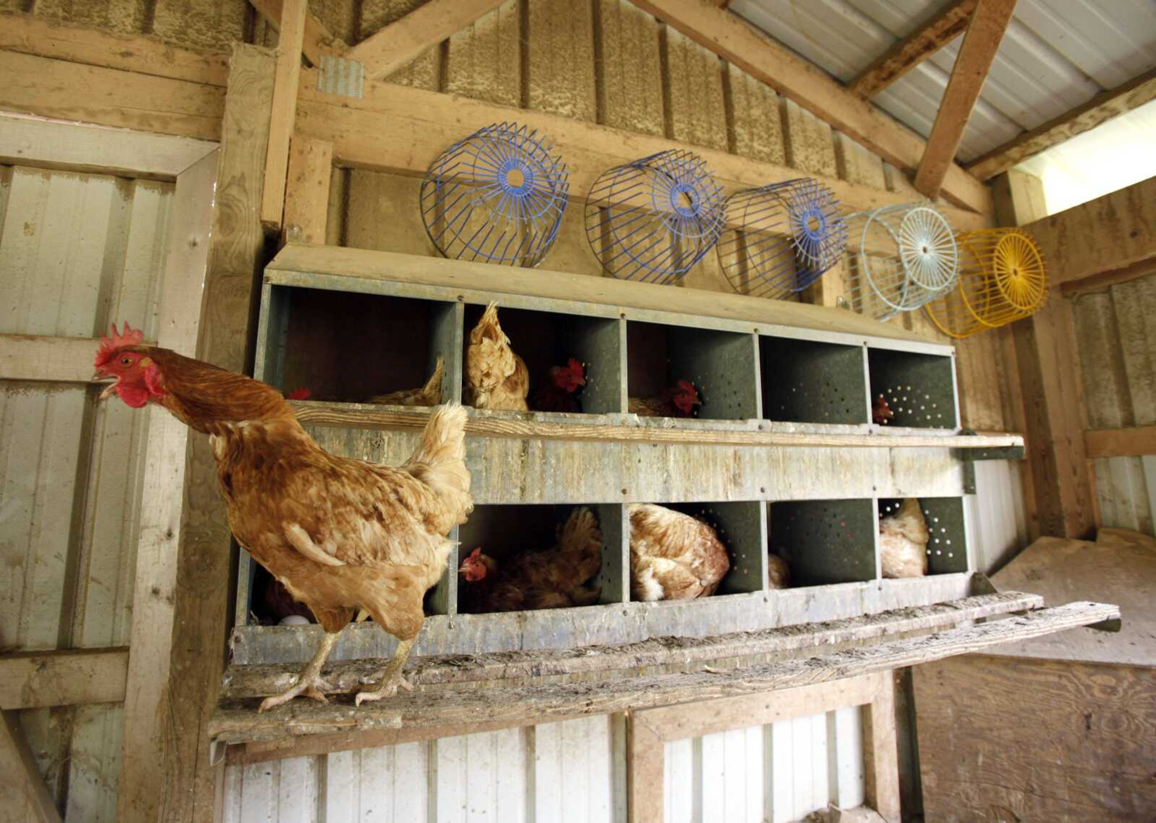 Chickens are seen Aug. 24, 2010, in Sparks, Maryland. (Rob Carr ~ Associated Press file)