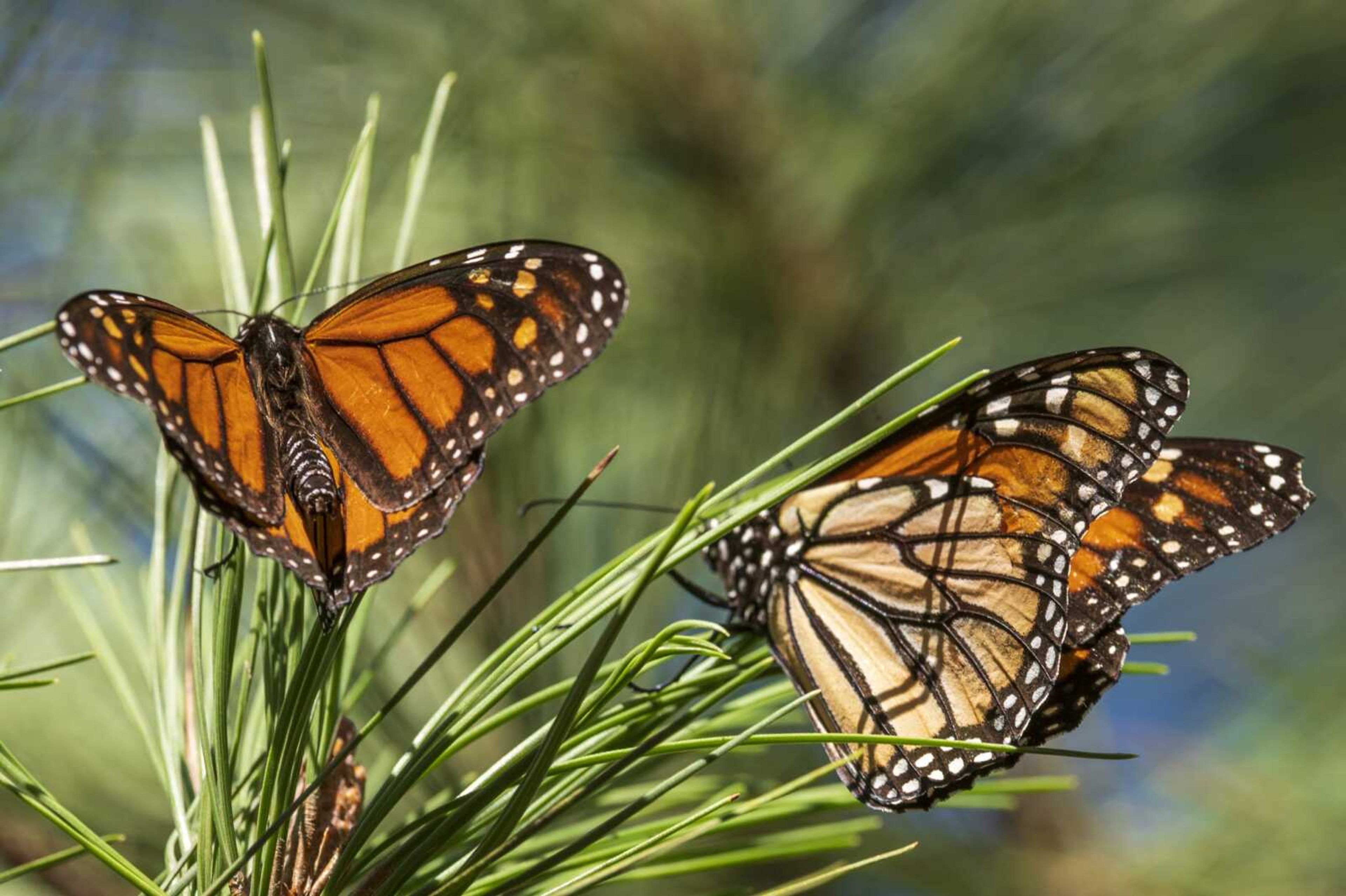 Monarch butterflies land on branches Nov. 10 at Monarch Grove Sanctuary in Pacific Grove, California. On Thursday, the International Union for the Conservation of Nature said migrating monarch butterflies have moved closer to extinction in the past decade -- prompting scientists to officially designate them as "endangered."