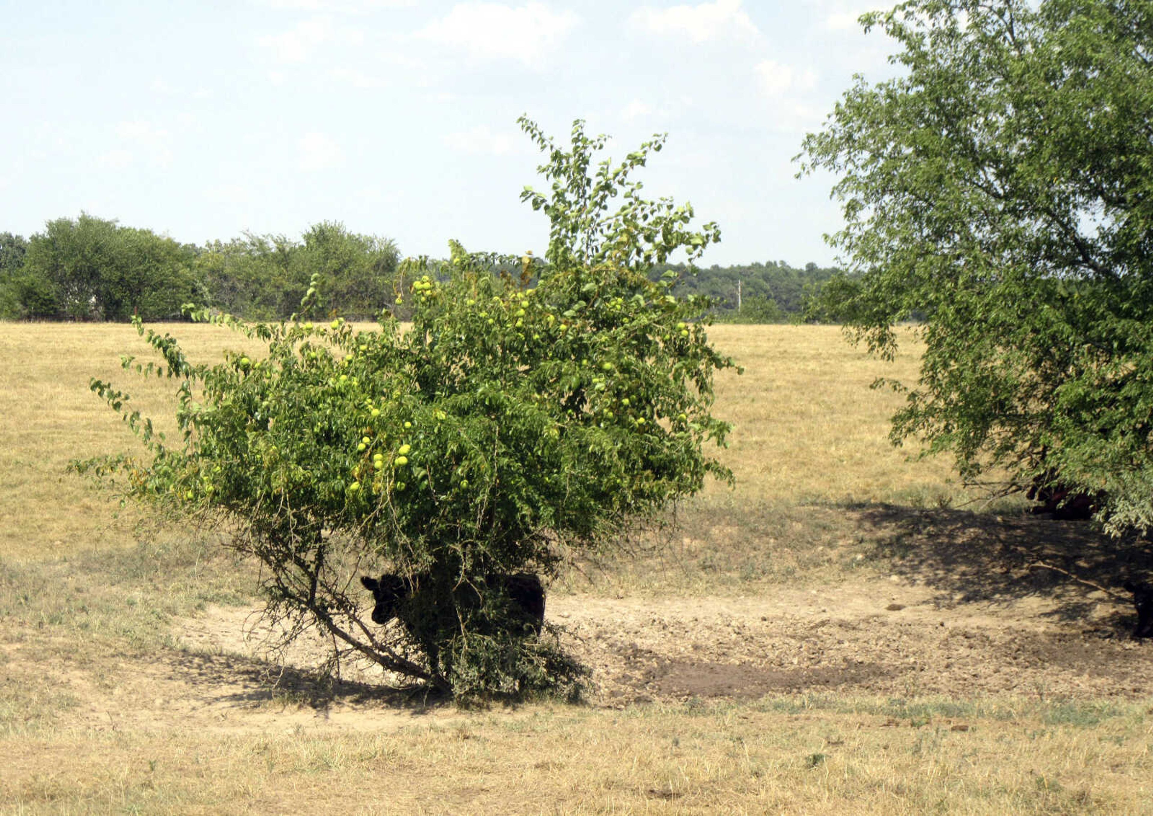 A steer takes shelter under a bush near a dry pond Aug. 10 on a farm near Monett, Missouri. Drought conditions across most of Missouri are causing concerns for farmers. Corn yields could be lower than normal and hay, vital for feeding cattle, is proving scarce. About three-quarters of Missouri pastures are in poor or very poor condition, according to the U.S. Department of Agriculture.