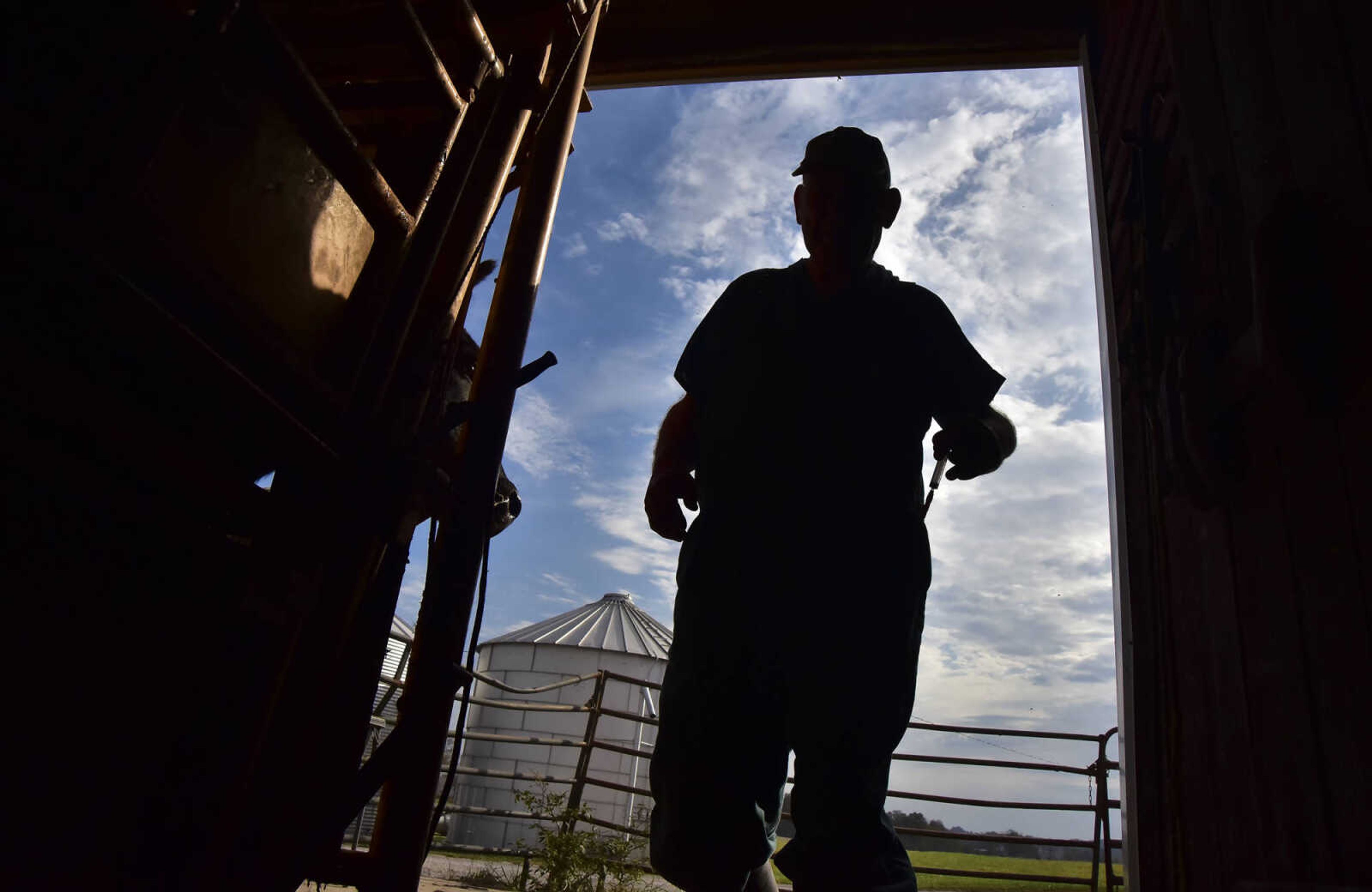 ANDREW J. WHITAKER ~ awhitaker@semissourian.com
Dr. Walter Branscum DVM, 68, gets more syringes to take  blood samples to test for Brucellosis a bacterial infection that can be spread from animas to humans Wednesday, Nov. 2, 2016 at Butch's Angus farm in Jackson. Dr. Branscum a Veterinary physician in Jackson cares for smaller animals along with larger animals like cattle and horses.