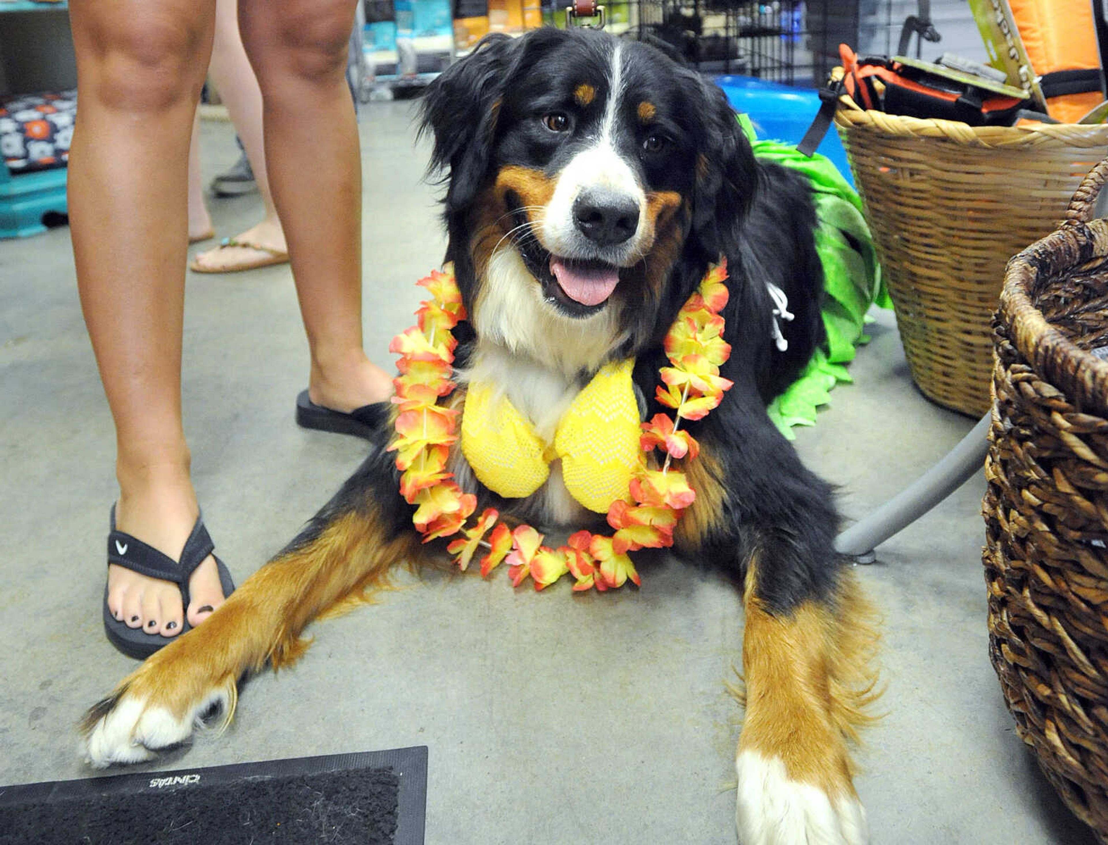 LAURA SIMON ~ lsimon@semissourian.com

Josie relaxes in her bikini top and lei, Saturday, July 12, 2014, during the Bow Wow Luau at Busch Pet Products and Care in Cape Girardeau.