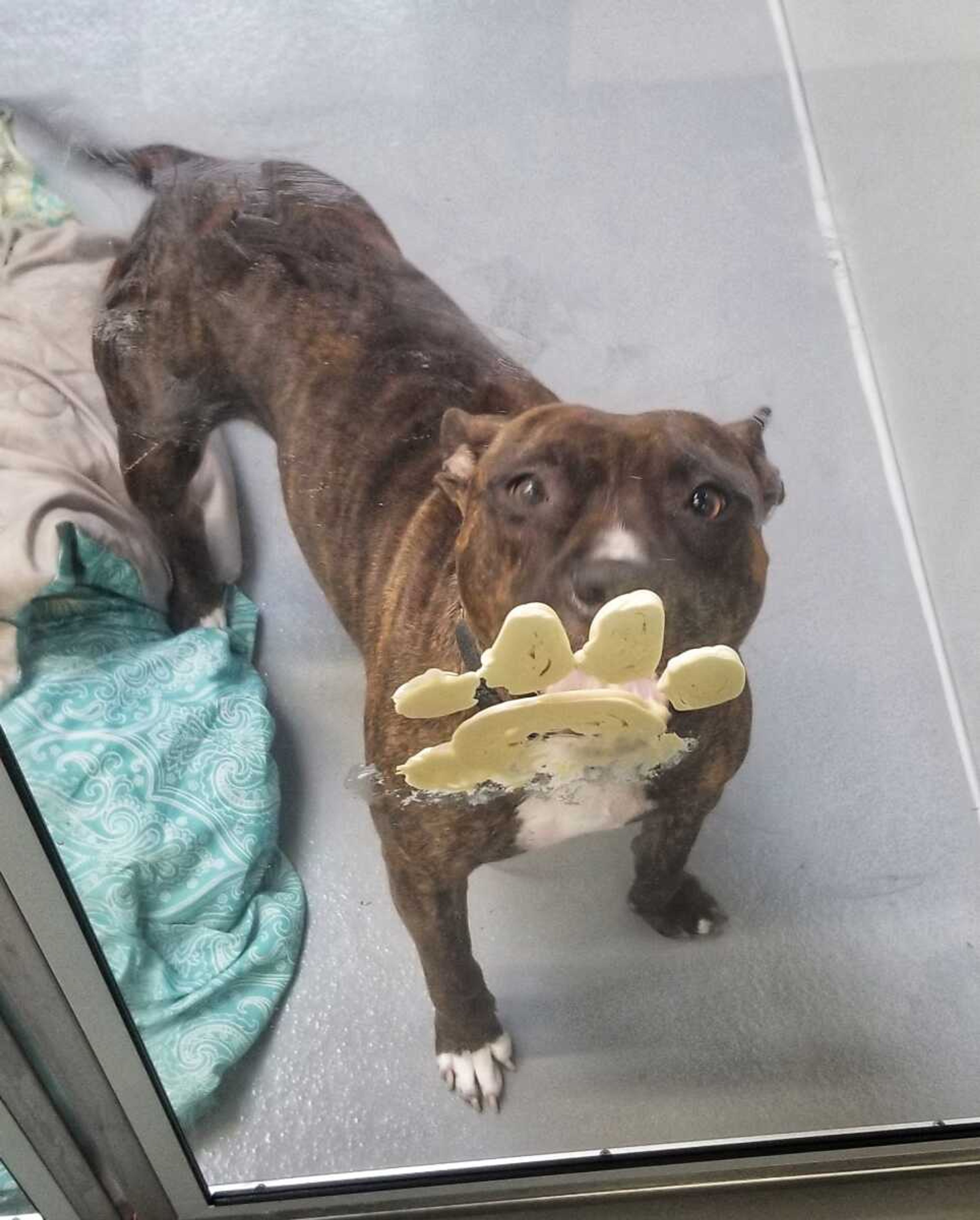 Charity, a 3-year-old female, licks peanut butter from the window of her kennel Jan. 17 at the Southeast Missouri Pets adoption center, 180 Weston St. in Cape Girardeau. SEMO Pets has a new one-year animal control contract with Cape Girardeau County.