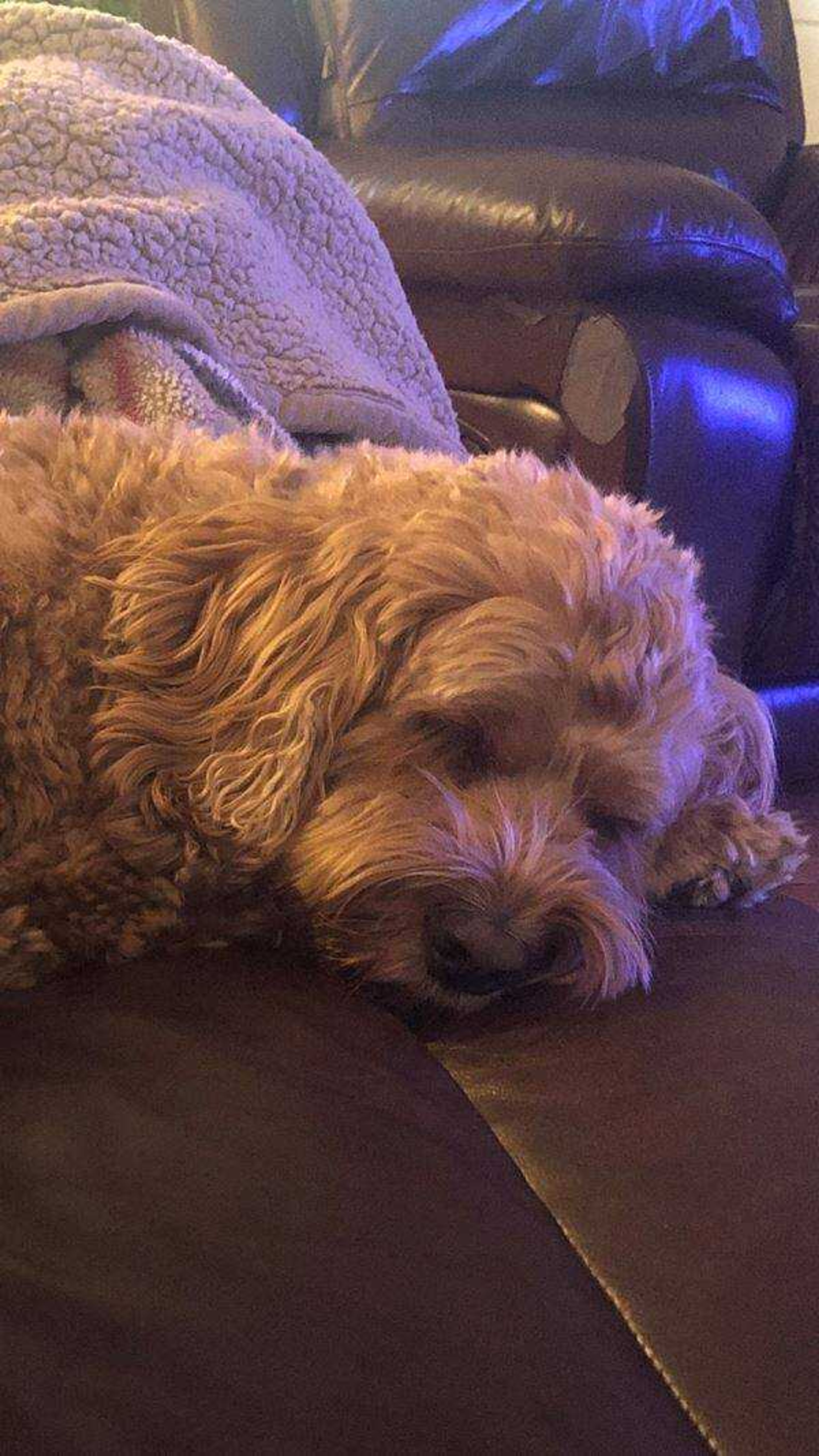 Tucker - Napping after a long day of stealing socks and pestering the cat!