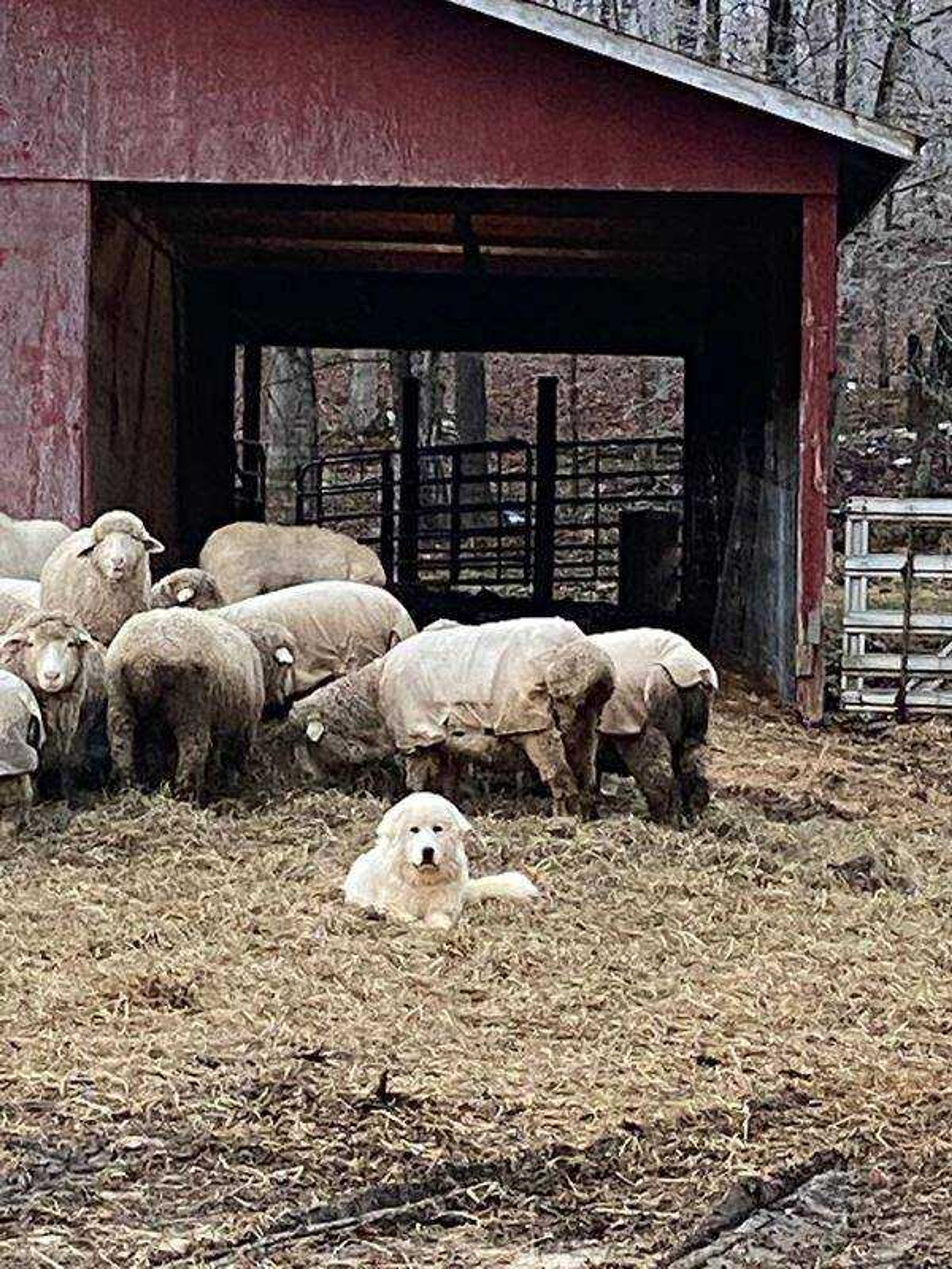 A Day at Work - Just doing my job, guarding my girls!