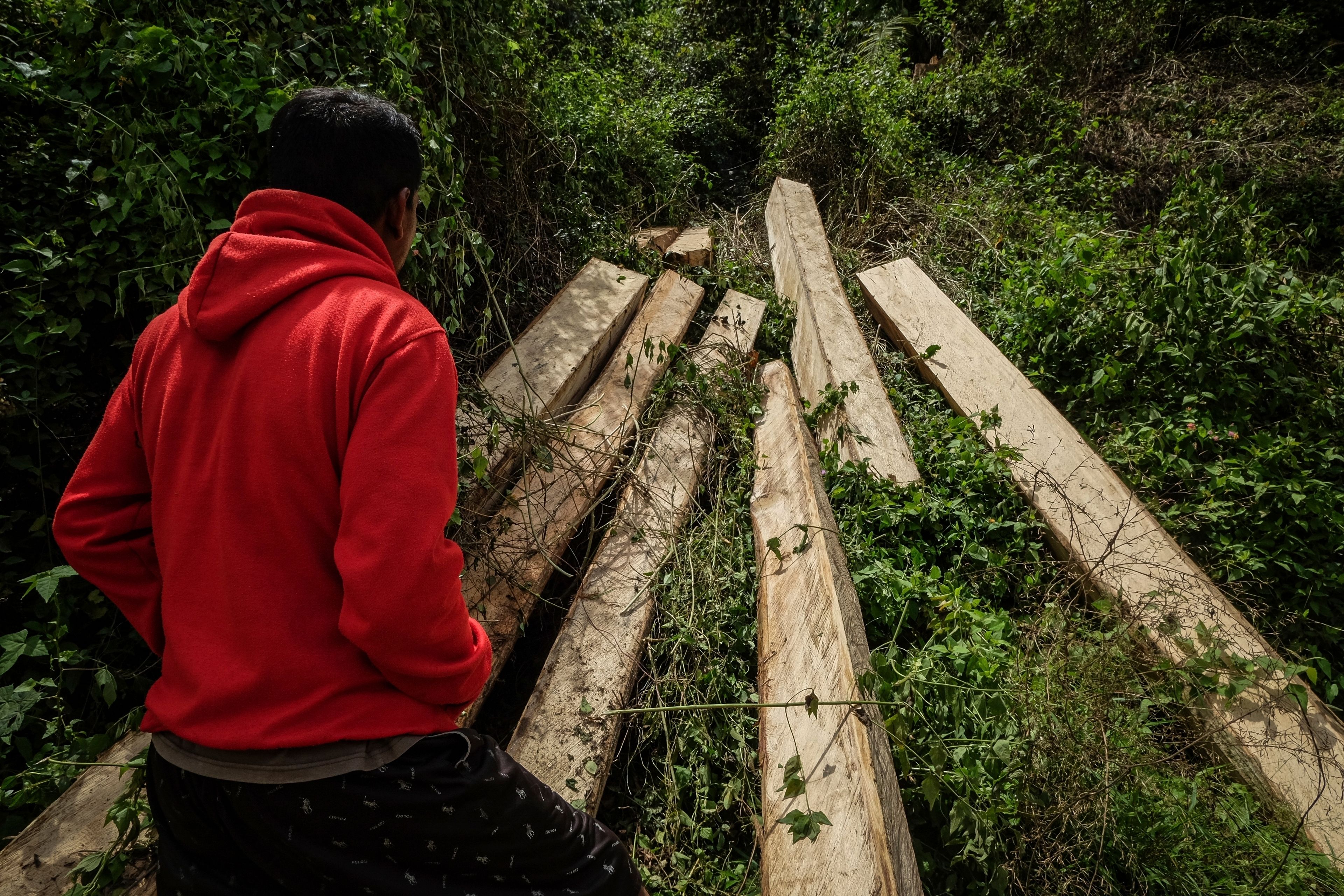 A man inspects logs near several wood pellet production companies in Pohuwato, Gorontalo province, Indonesia, Tuesday, Oct. 22, 2024. (AP Photo/Yegar Sahaduta Mangiri)