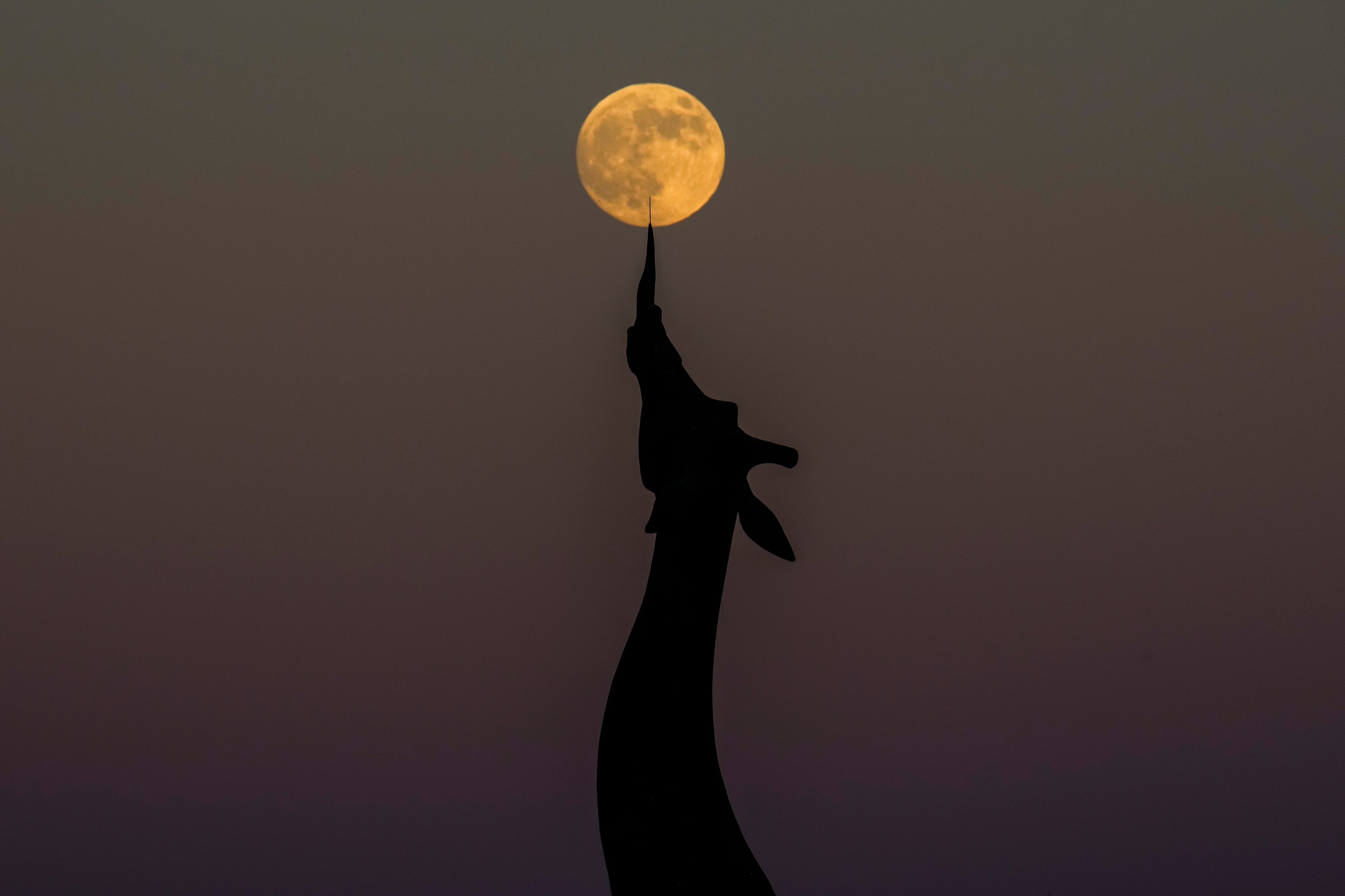 A 99% full waxing supermoon rises above a statue of a giraffe at the Dallas Zoo, Wednesday, Oct. 16, 2024, in Dallas. (AP Photo/Julio Cortez)