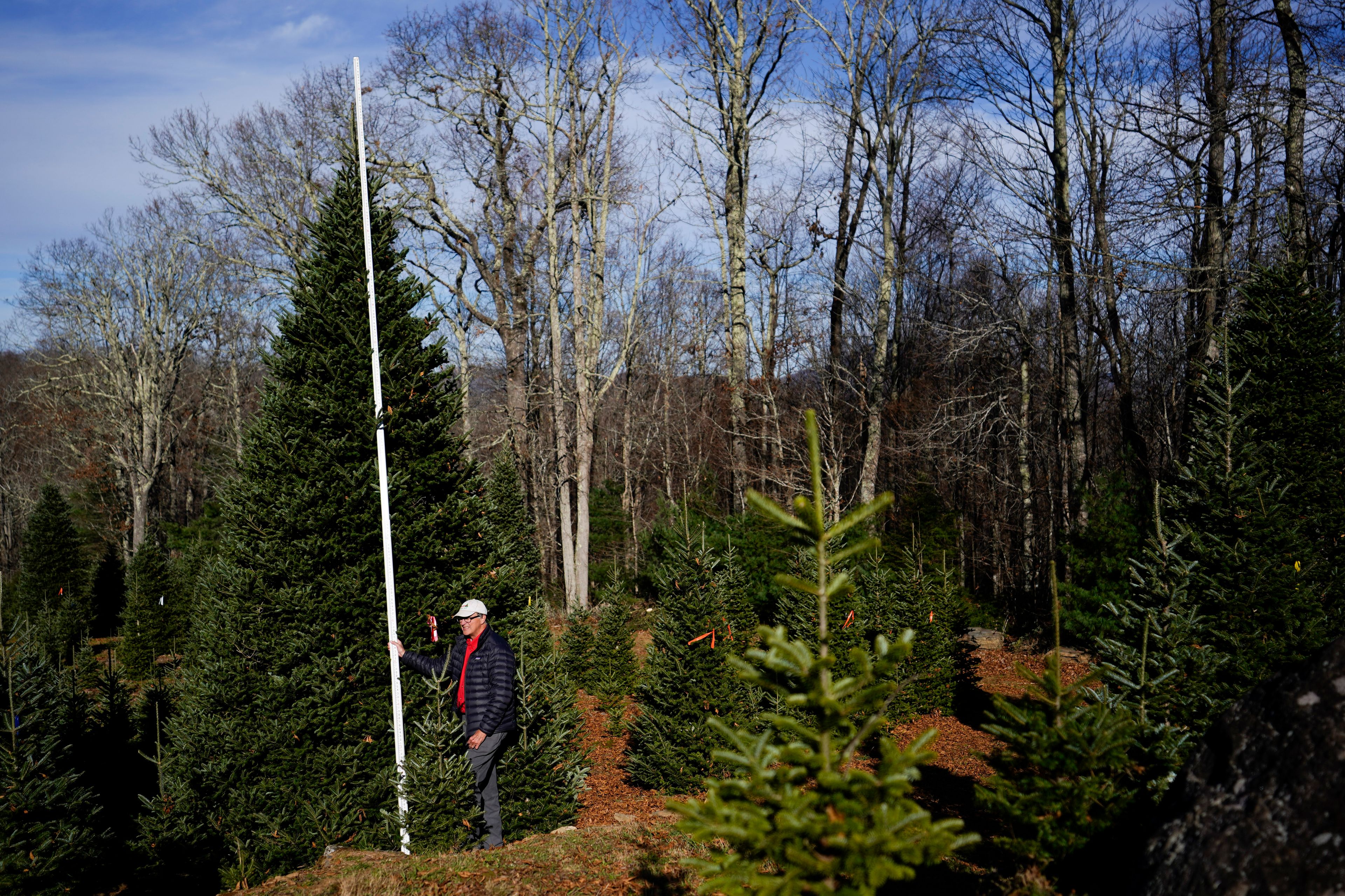 Sam Cartner Jr., co-owner of Cartner's Christmas Tree Farm, measures the official White House Christmas tree, a 20-foot Fraser fir, Wednesday, Nov. 13, 2024, in Newland, N.C. (AP Photo/Erik Verduzco)