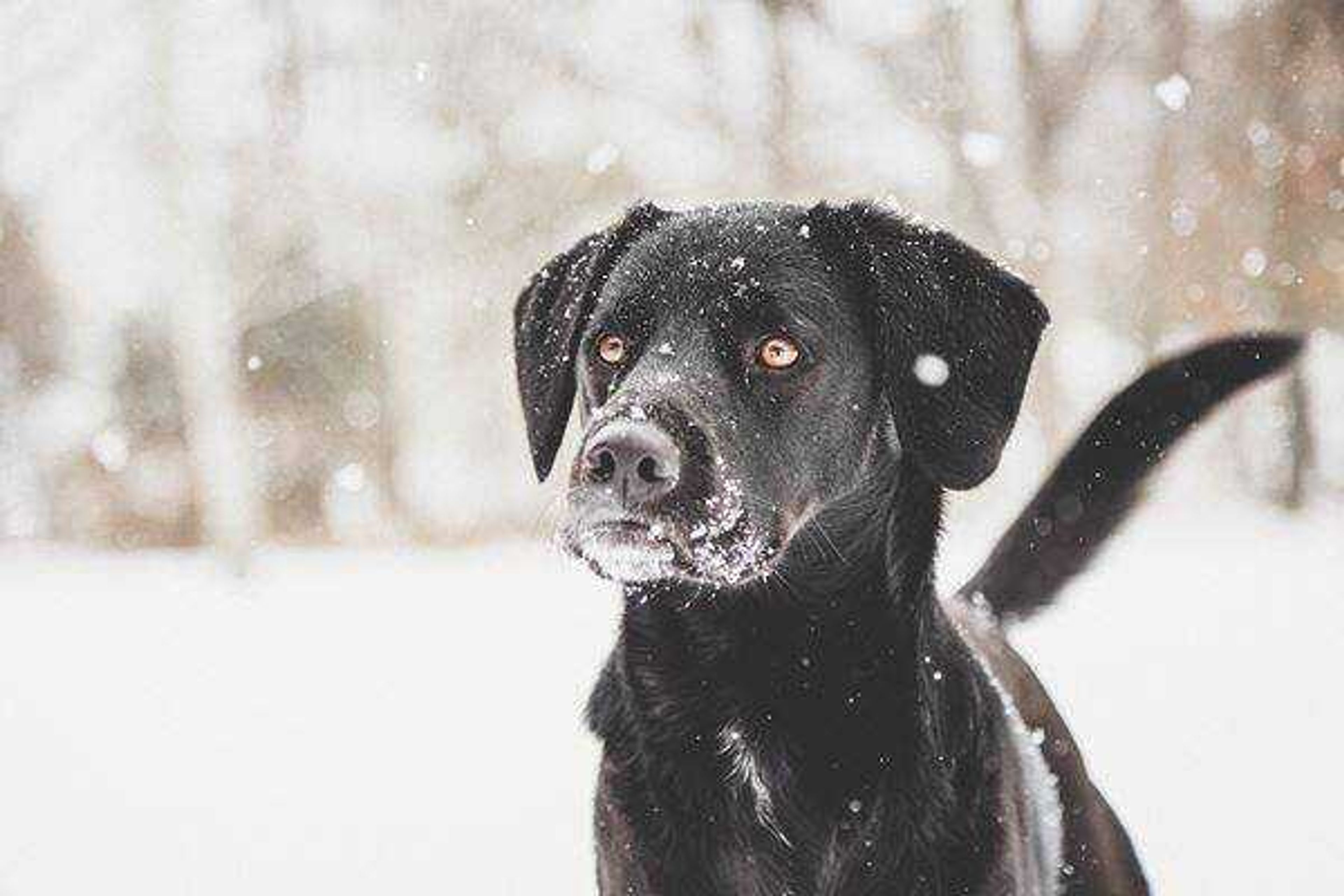 Shelby the snow dog -&nbsp;Shelby loves hanging with her momma, keeping the yard free of squirrels, posing for photos, and generally living the spoiled dog life. She's an expressive and happy girl who has never met a stranger.