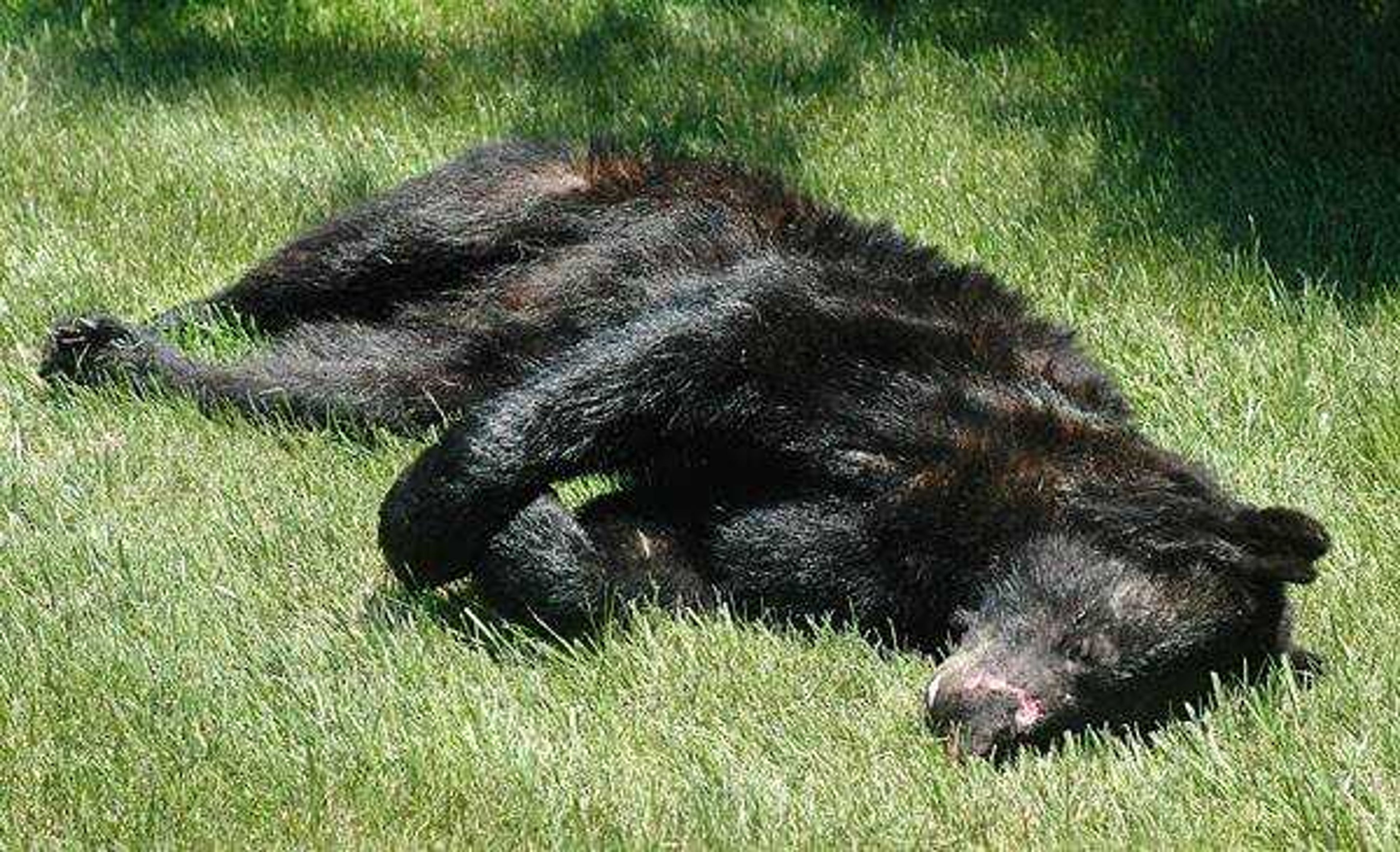 A black bear laid in the grass outside a local taxidermist where it was taken after being struck and killed by a car Sunday night on U.S. 61 just west of Interstate 55. (Aaron Eisenhauer)