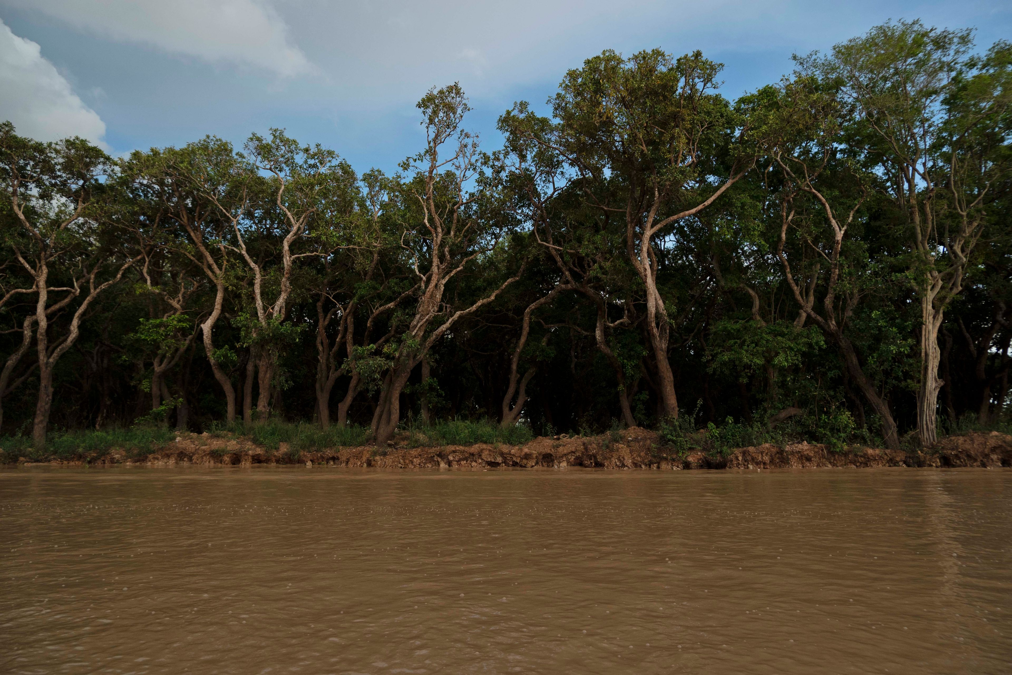 Trees stand on the edge of Tonle Sap lake, forming part of the surrounding forests, much of which has been logged or burned for farmland, in Cambodia, Friday, Aug. 2, 2024. (AP Photo/Aniruddha Ghosal)