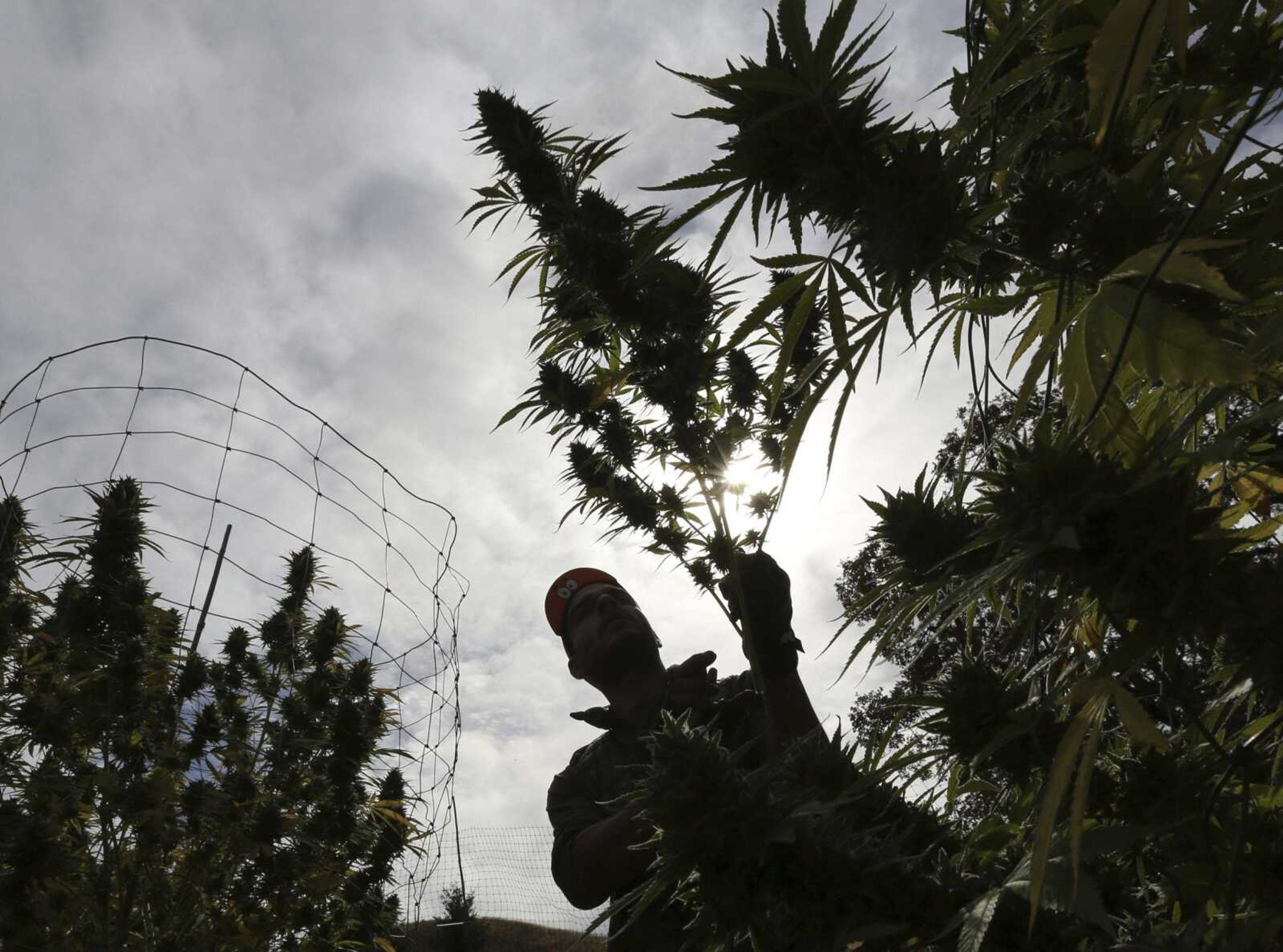 Aaron Gonzalez removes a branch from a marijuana plant Oct. 12 on grower Laura Costa's farm, near Garberville, California.