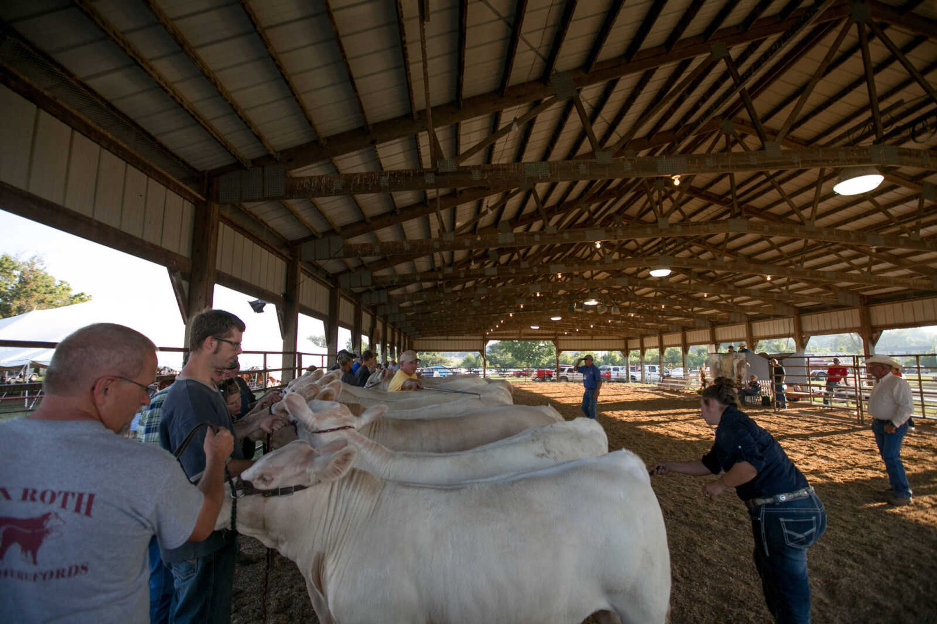 GLENN LANDBERG ~ glandberg@semissourian.com

The Charolais livestock judging during the SEMO District Fair Wednesday, Sept. 16, 2015, in Cape Girardeau.