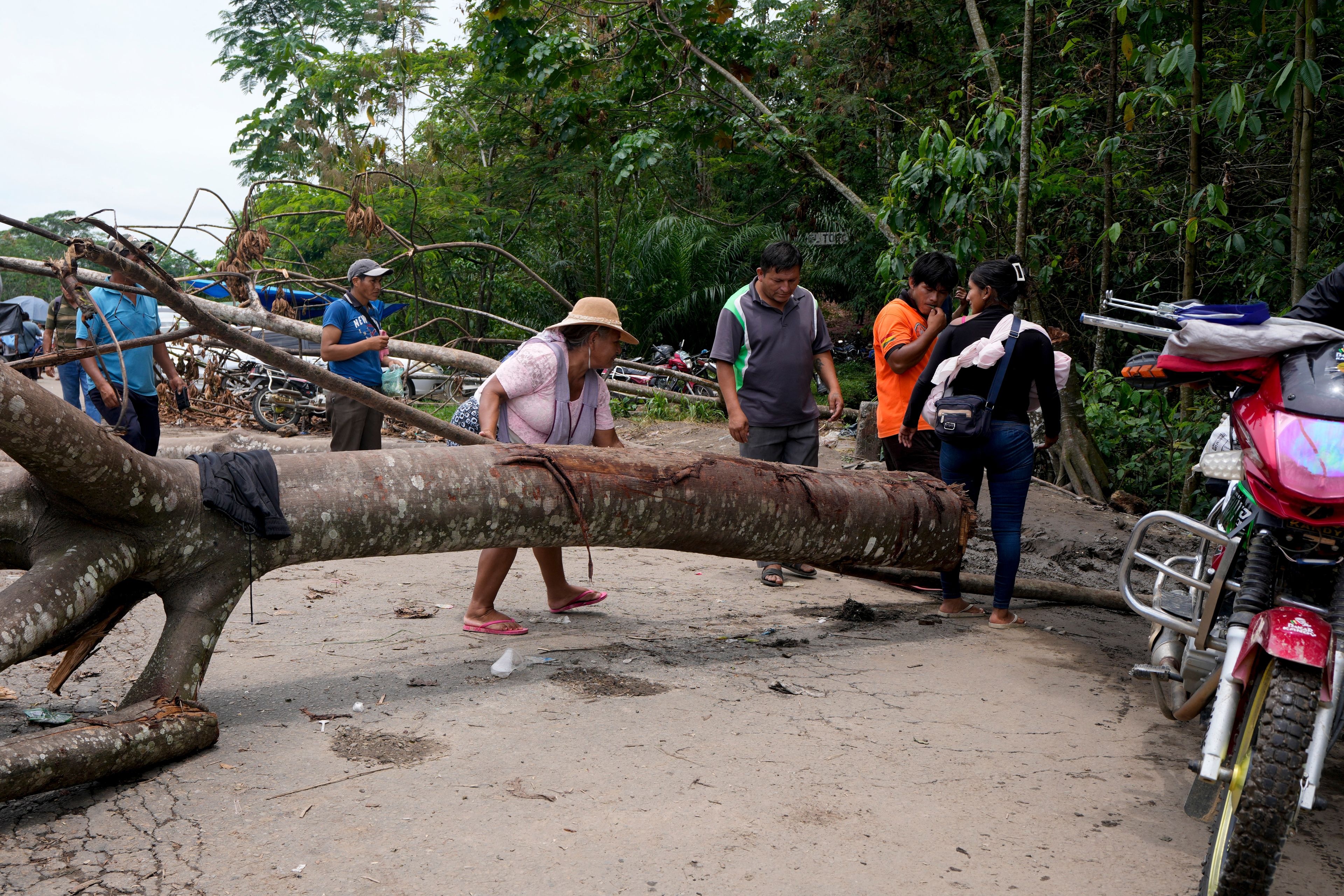 Followers of former President Evo Morales block a road with a tree in the Chapare region, Bolivia, Sunday, Nov. 3, 2024, amid an ongoing political conflict with the government of President Luis Arce. (AP Photo/Juan Karita)