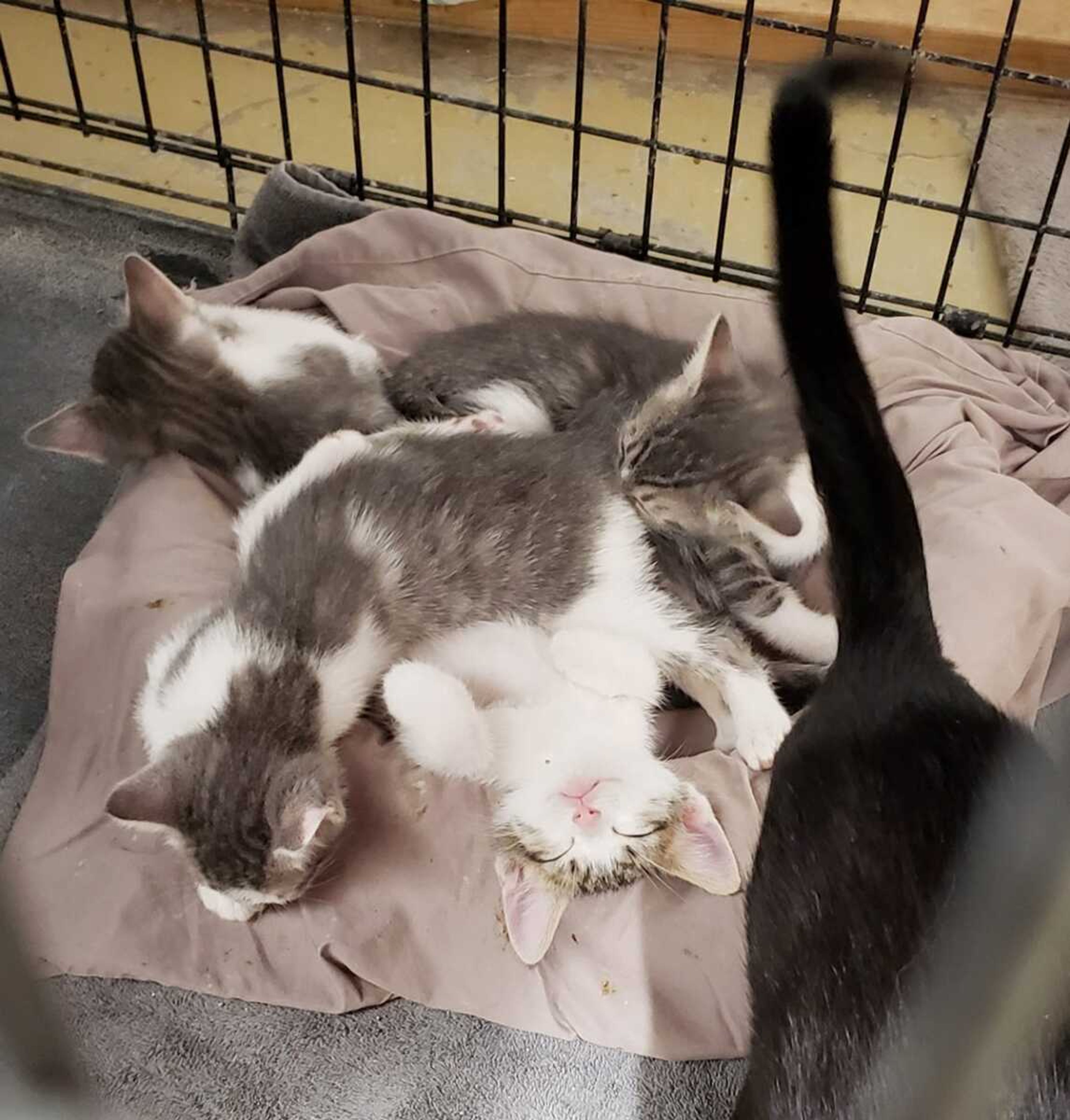 These sweet 10-week-old kittens are looking for their loving, forever home. If you are ready for a rewarding experience, come see us at Safe Harbor. Call (573) 243-9823.