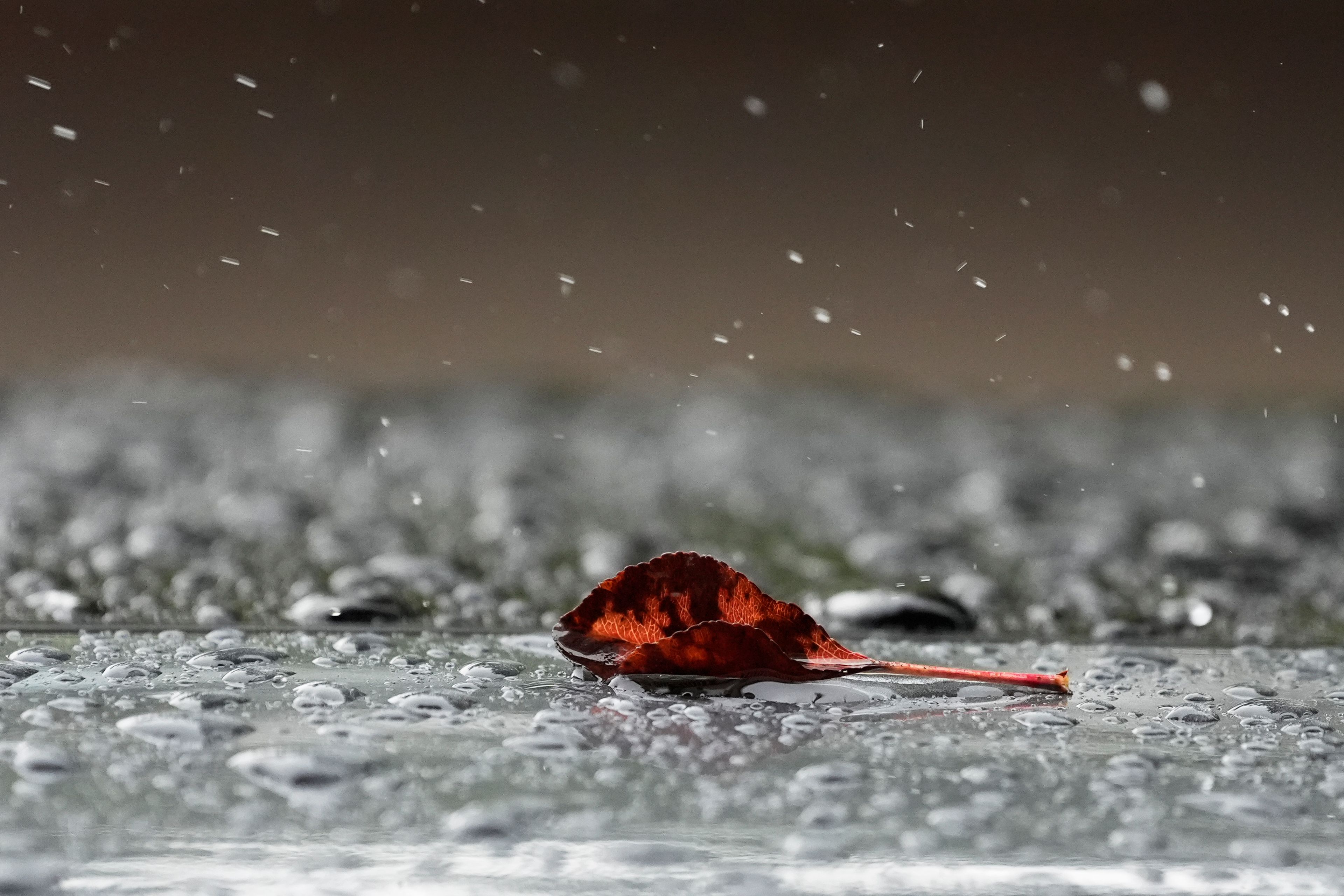 A fallen leave sits on a car during a rainy day in Vernon Hills, Ill., Tuesday, Oct. 15, 2024. (AP Photo/Nam Y. Huh)