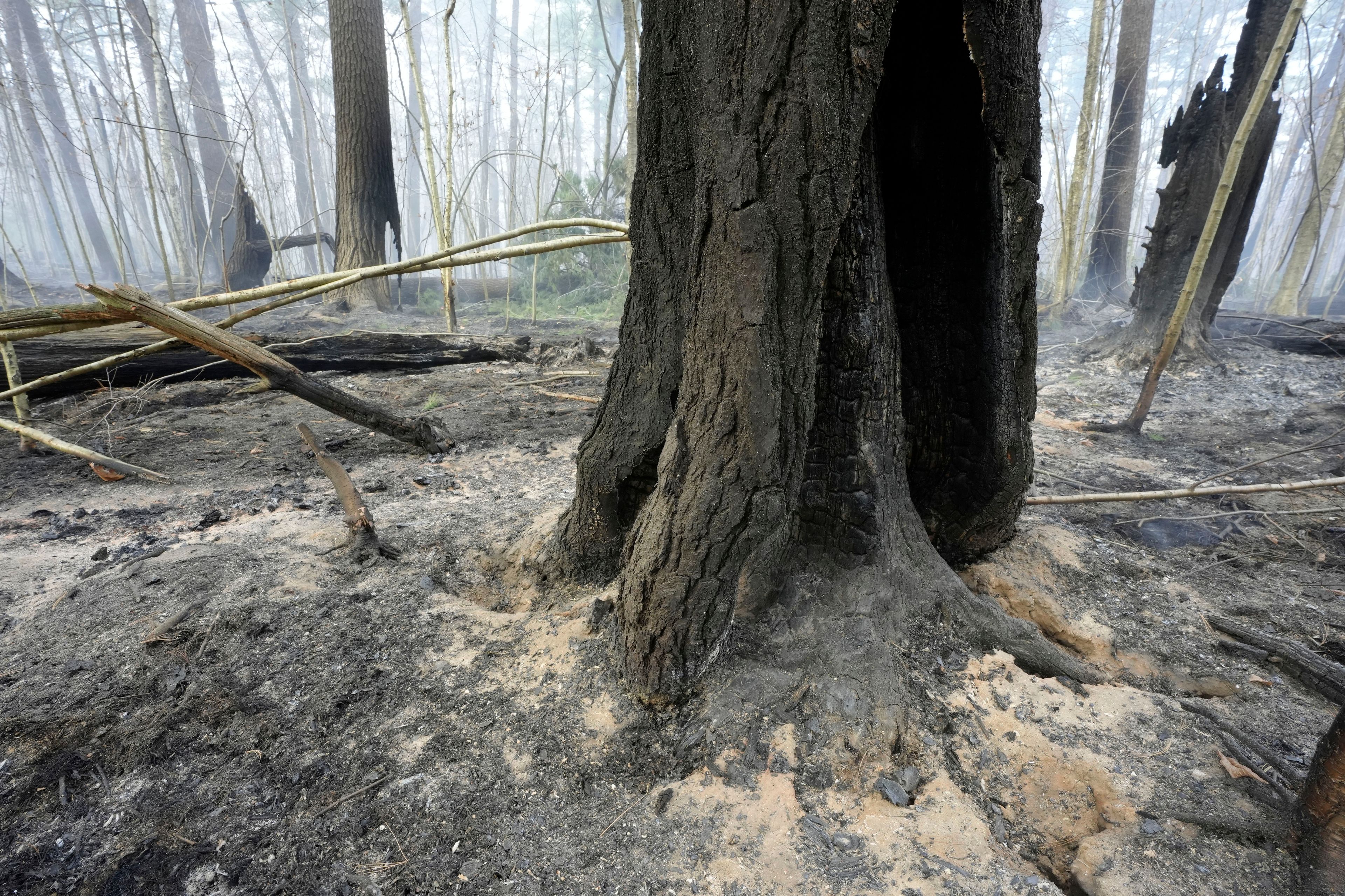 A fire damaged tree stands surrounded by ash, Sunday, Nov. 10, 2024, in Lynn Woods Reservation, after a brush fire moved through the area, in Lynn, Mass. (AP Photo/Steven Senne)