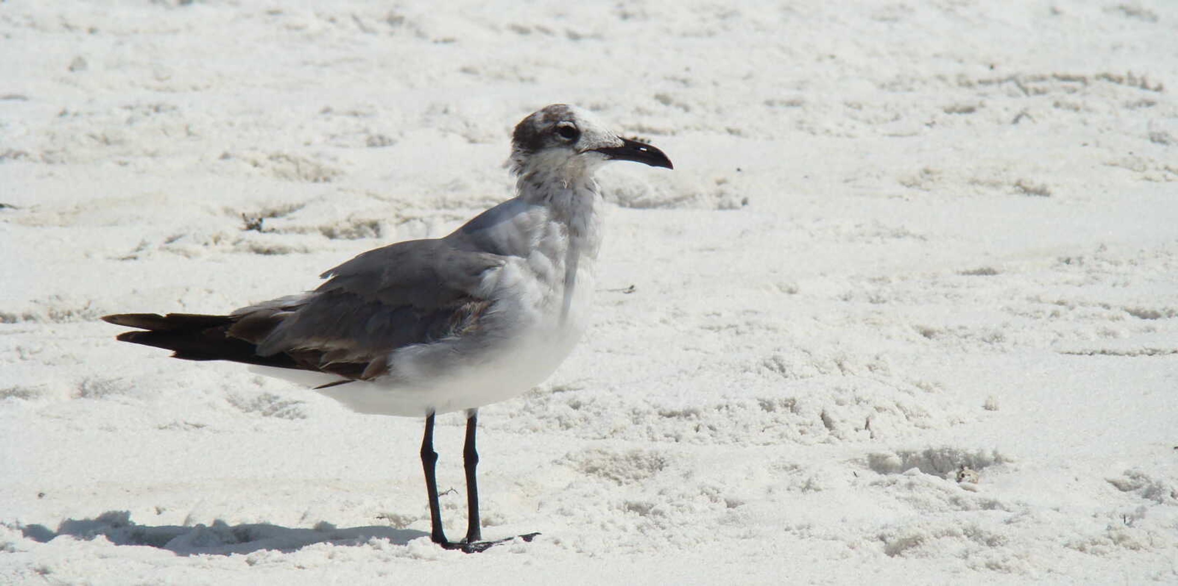 Ruffled Seagull