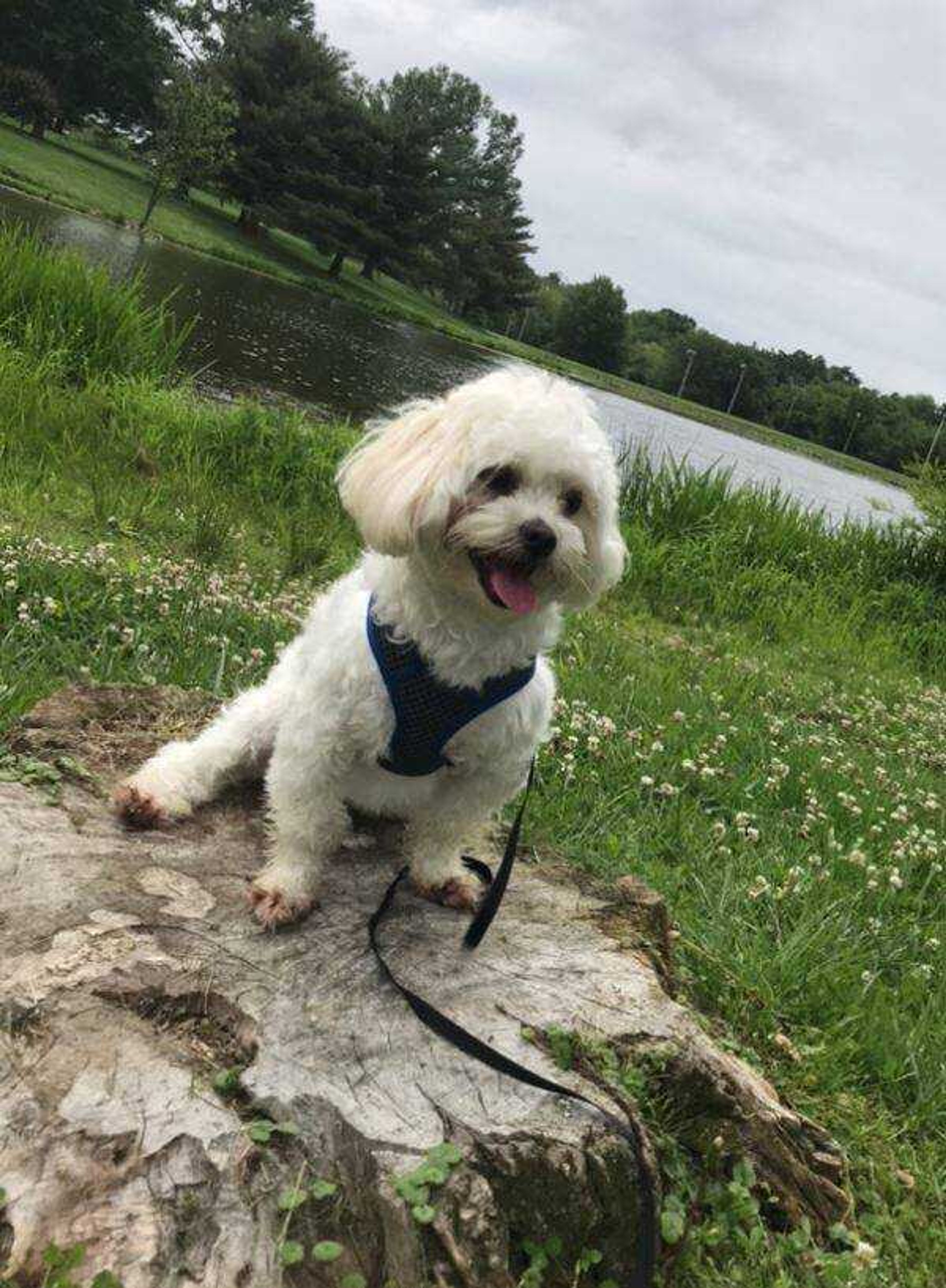 Baxter - Baxter takes natures podium after an outstanding walk in the park.