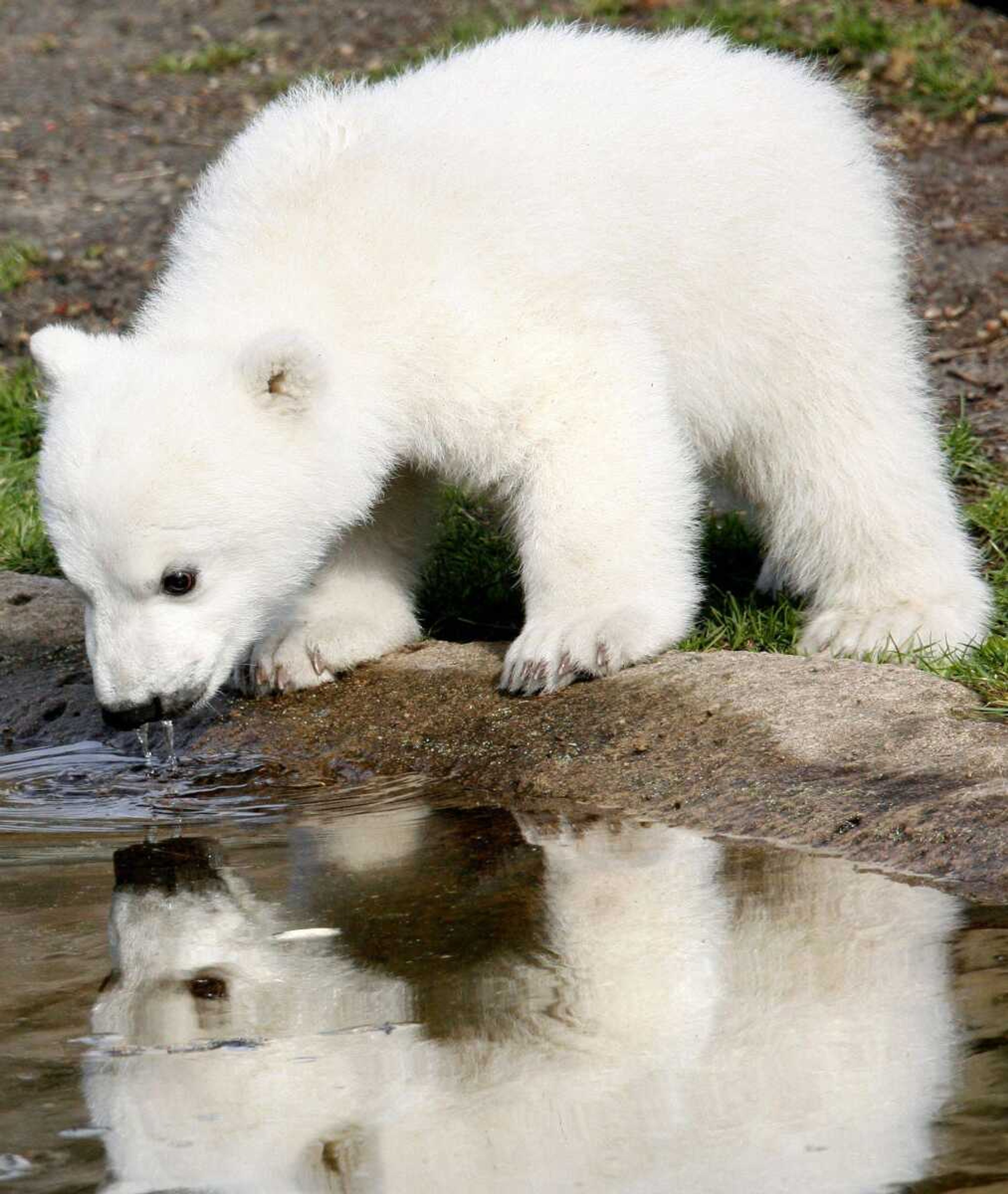 Knut, a polar bear cub, takes a drink during his first public appearance on March 23, 2007, in the Berlin zoo. The 4-year-old animal, who captured the hearts of millions worldwide a few years ago, has died. Bear keeper Heiner Kloes said Knut died Saturday afternoon while alone in his compound. He said the cause is not yet clear. (Associated Press file)