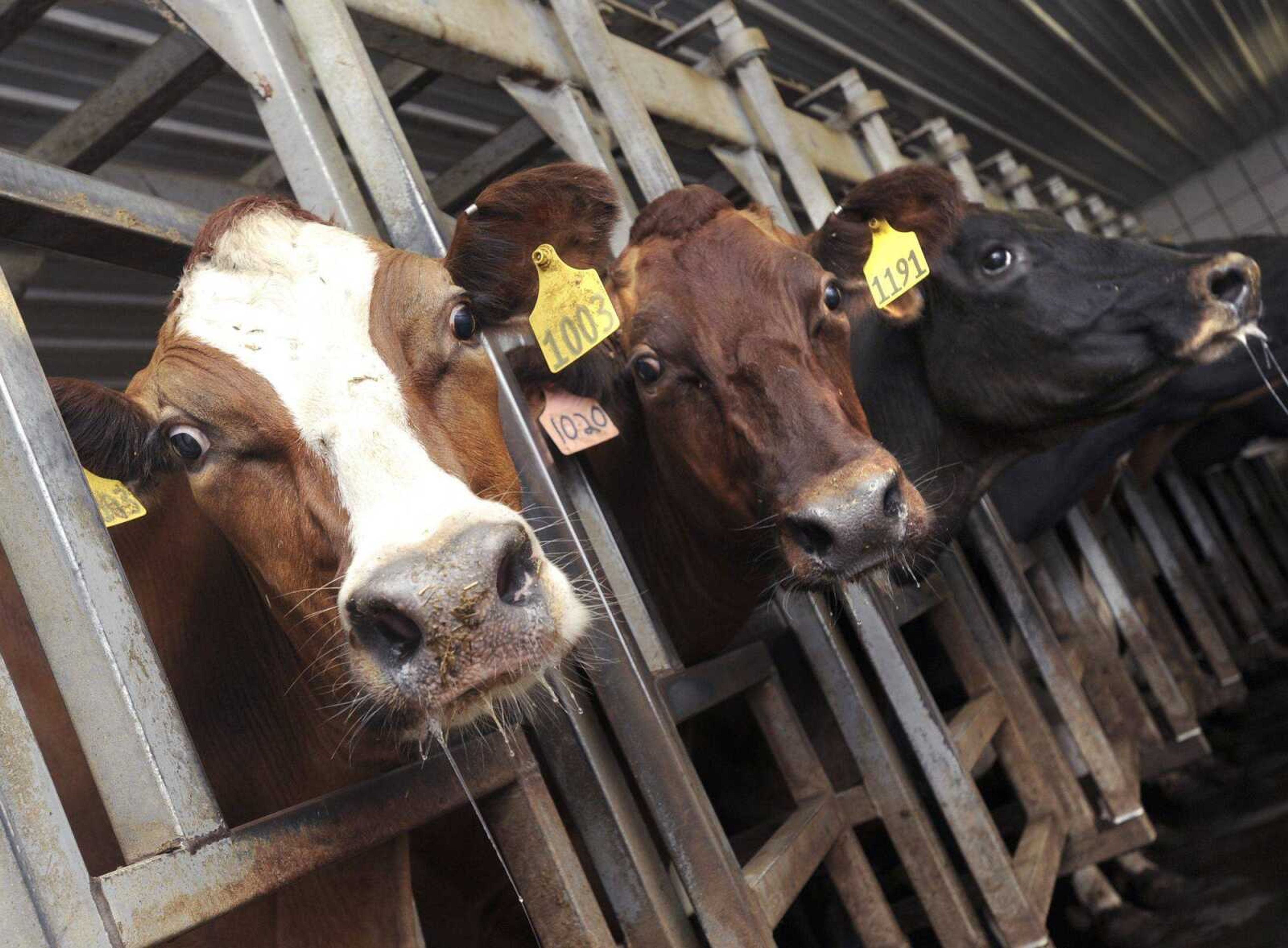 Dairy cows are milked Thursday, Aug. 2, 2012 at the Jerry Siemers dairy farm west of Cape Girardeau. (Fred Lynch)