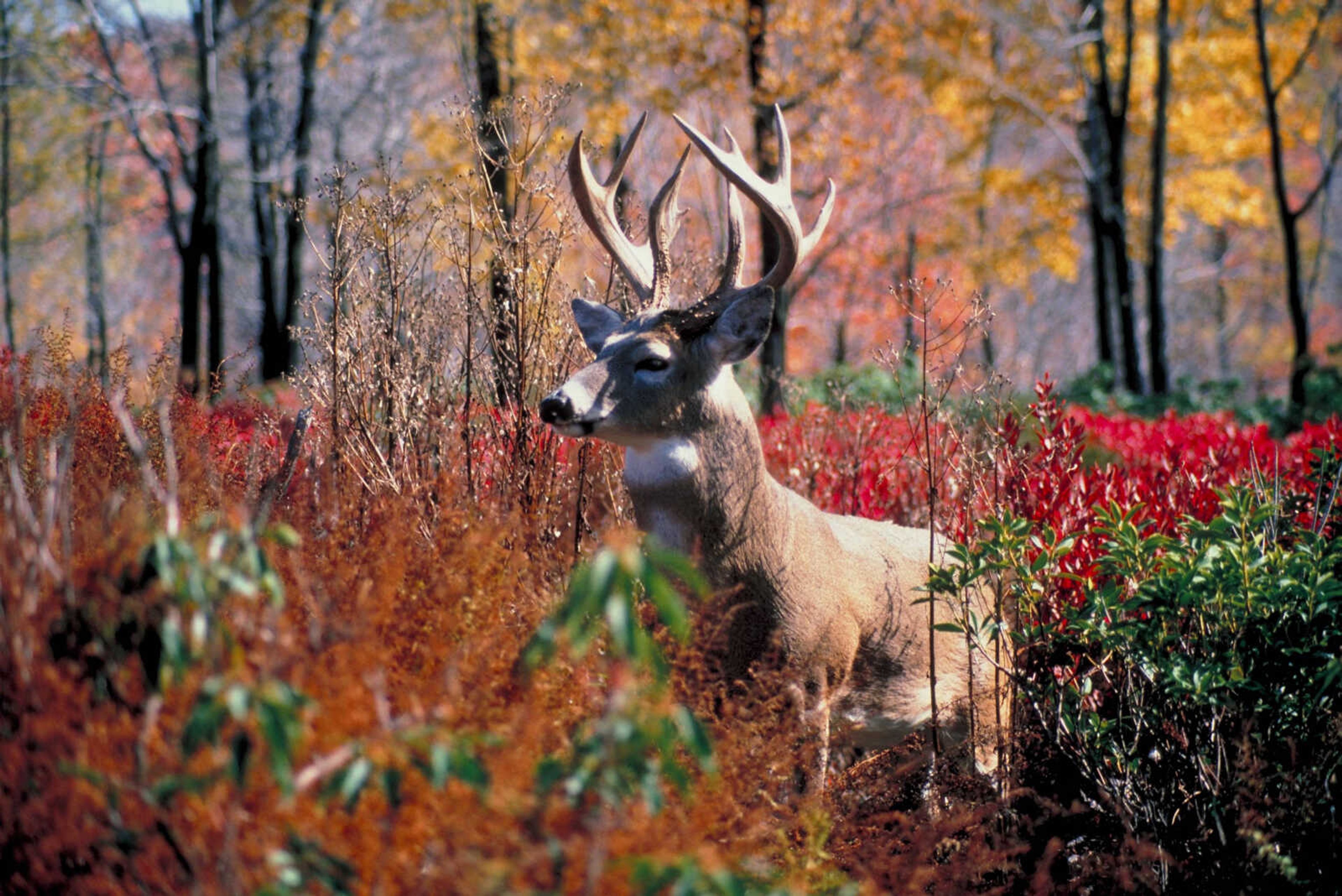 Deer disease a hot topic at agency's open house