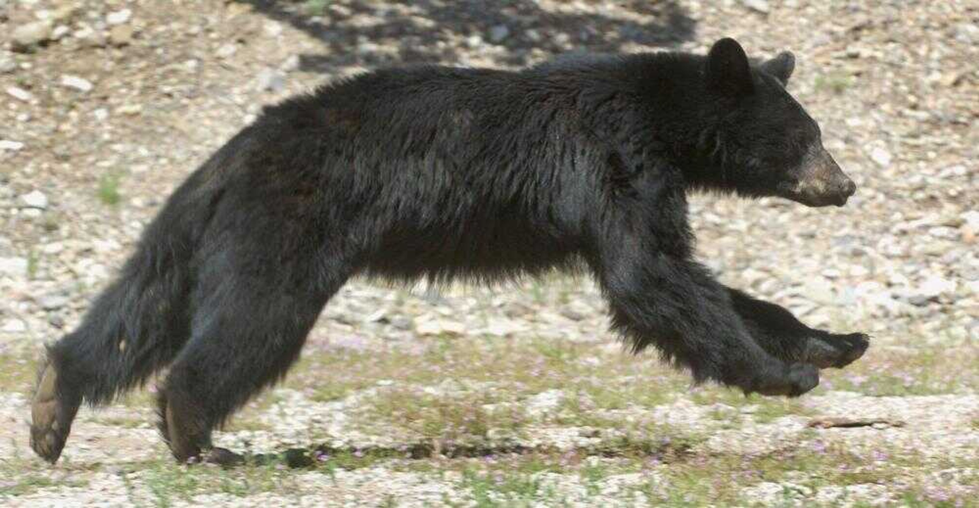 A young male black bear bounded away after being released into the Manzano Mountains in the Cibola National Forest near Belen, N.M.,  Friday. The 125-pound male bear, perhaps 2 to 3 years old, wandered into the Presbyterian Medical Group gastroenterology laboratory Friday in Rio Rancho, N.M. (DEAN HANSON ~ Albuquerque Journal)