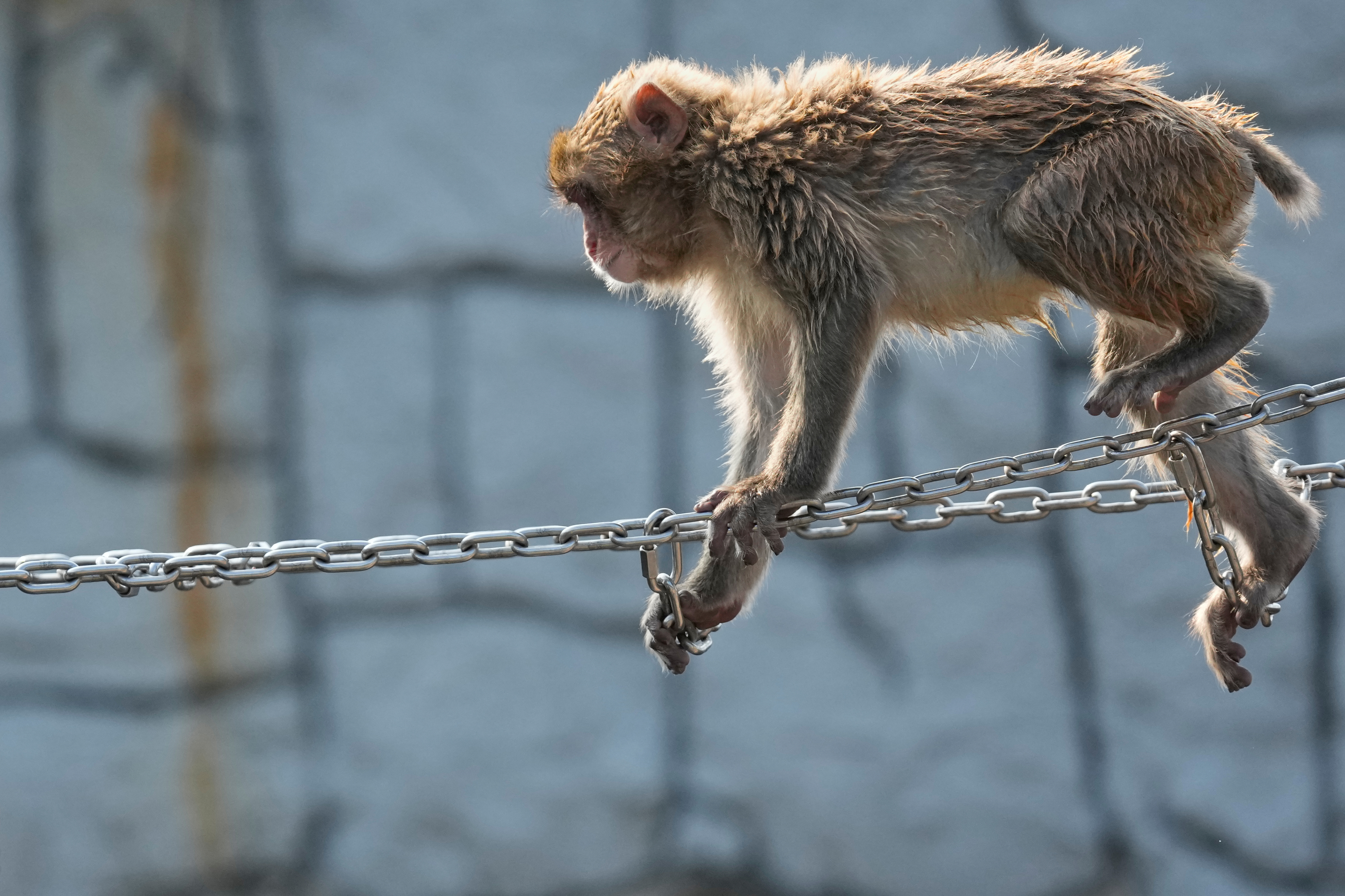 Japan's monkey sensation Punch turns 1, drawing a flood of w