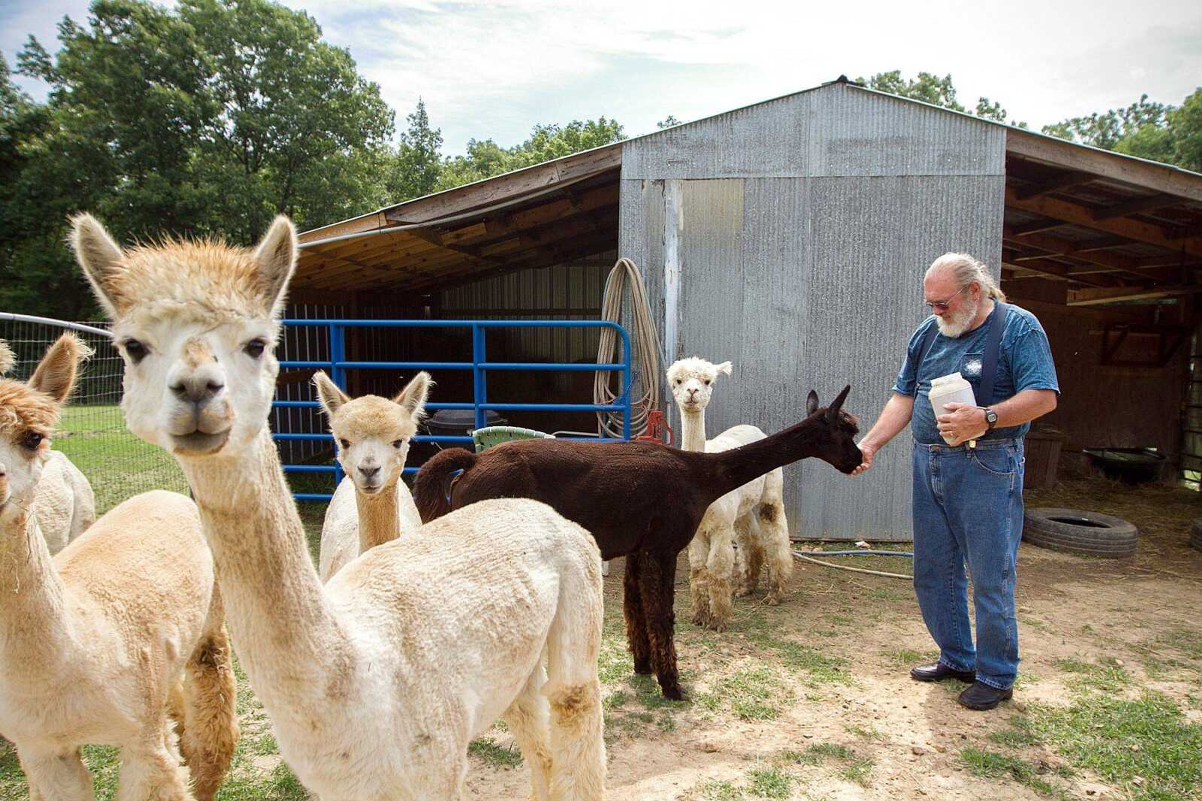 Couple finds joy with alpaca, goat farm during retirement