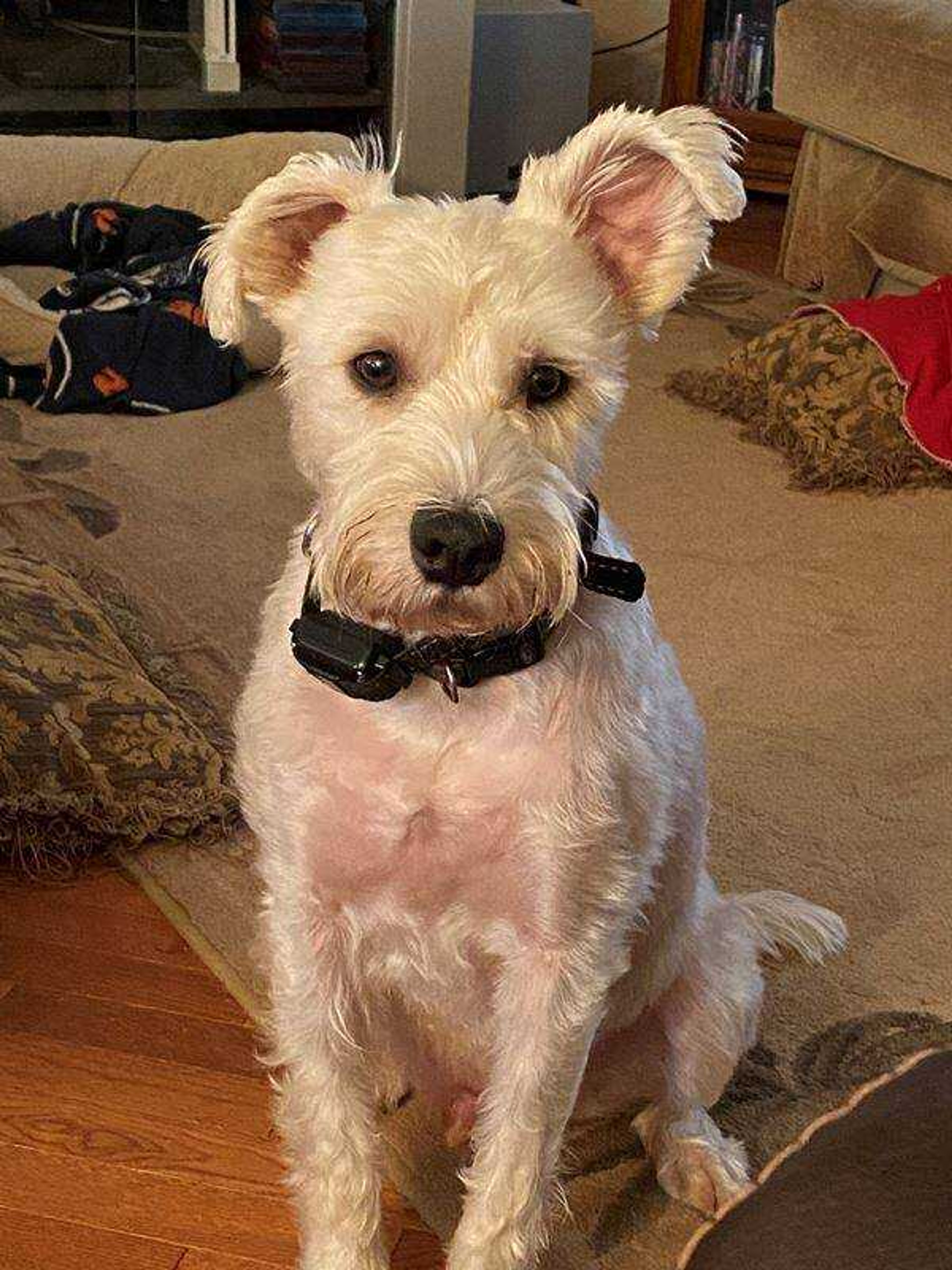 IвЂ™m Batman! -&nbsp;This is Stevie the cutest superdoggie ever! He has a patch on his chest in the shape of Batman!!