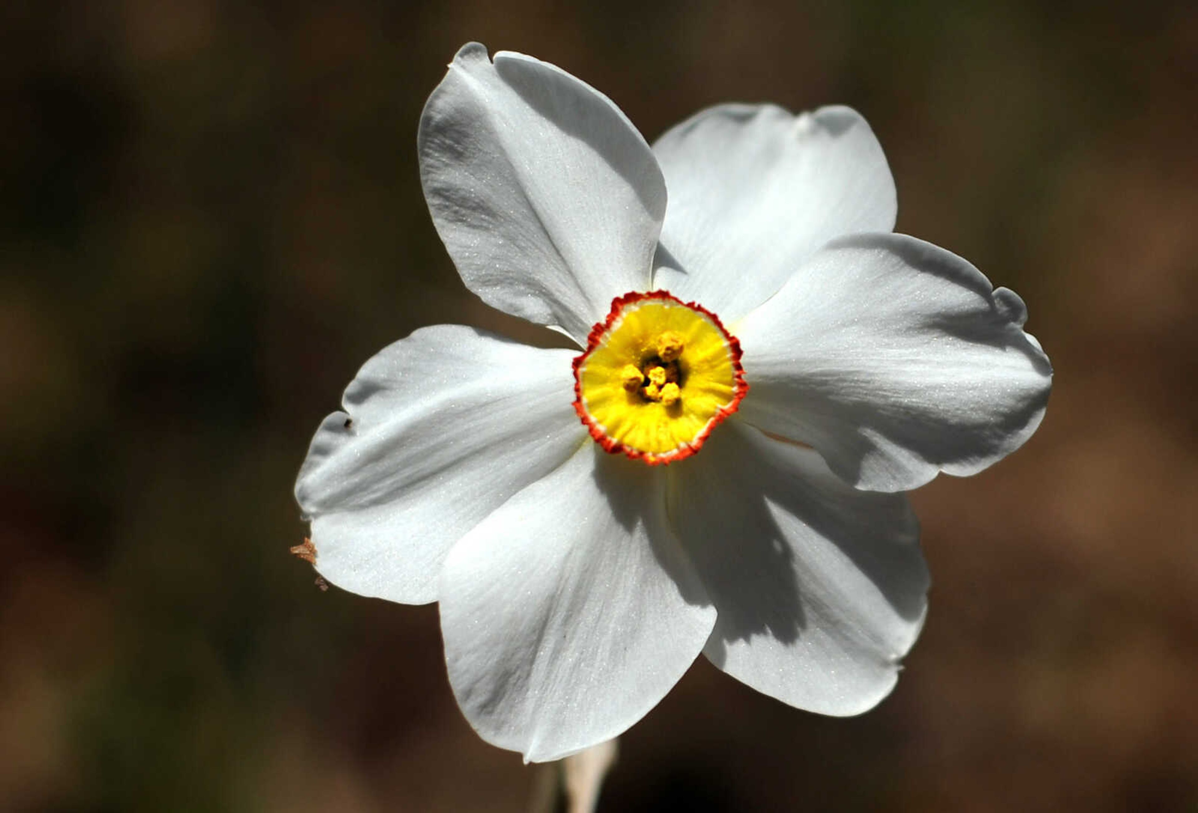 LAURA SIMON ~ lsimon@semissourian.com

Dogwoods, daffodils, jonquils and azaleas begin to bloom at Pinecrest Azalea Gardens, Wednesday, April 23, 2014, in Oak Ridge, Mo.