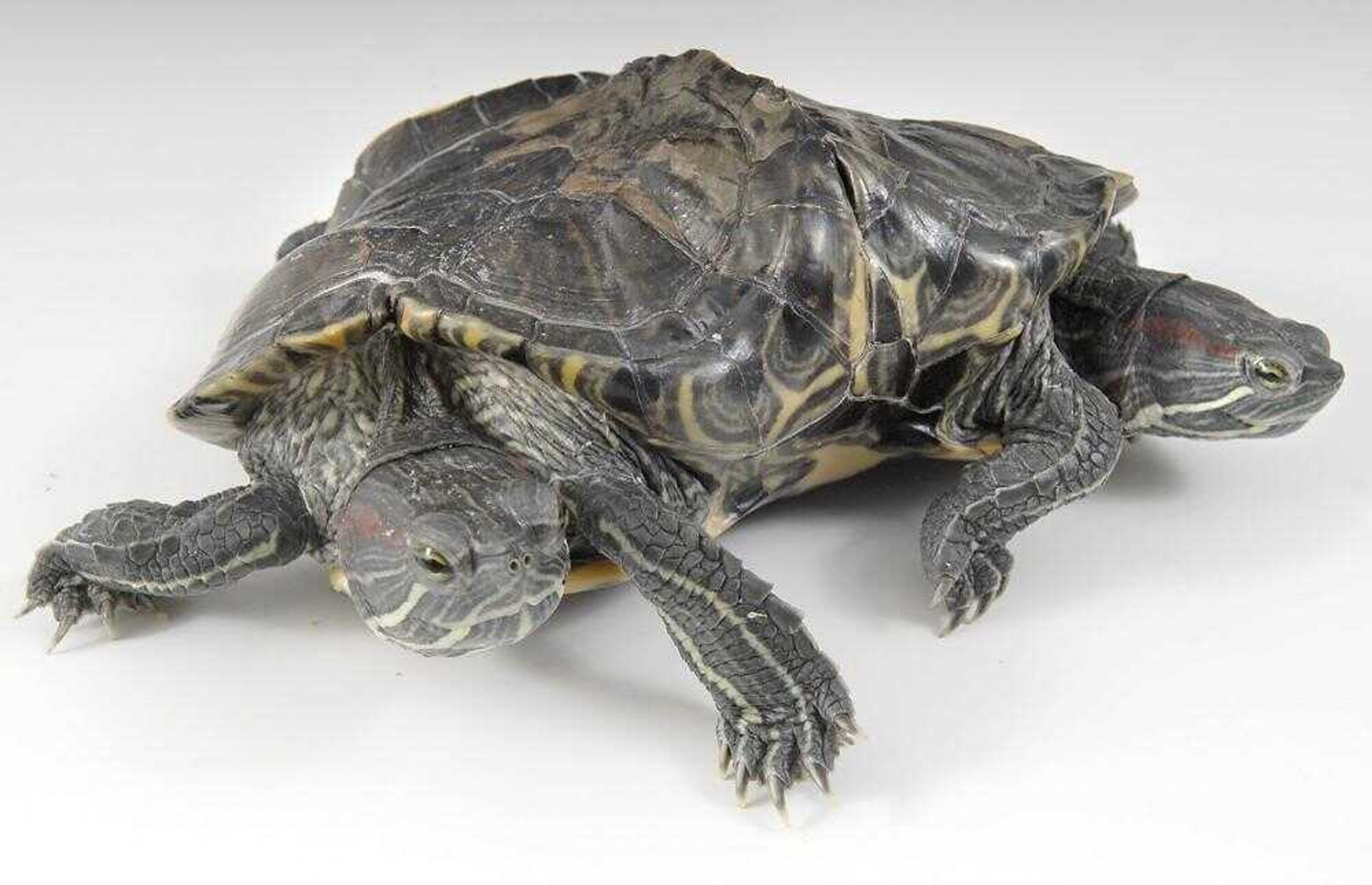 A double turtle named The Wild Ones is part of Fred Lally's animal show at the SEMO District Fair.