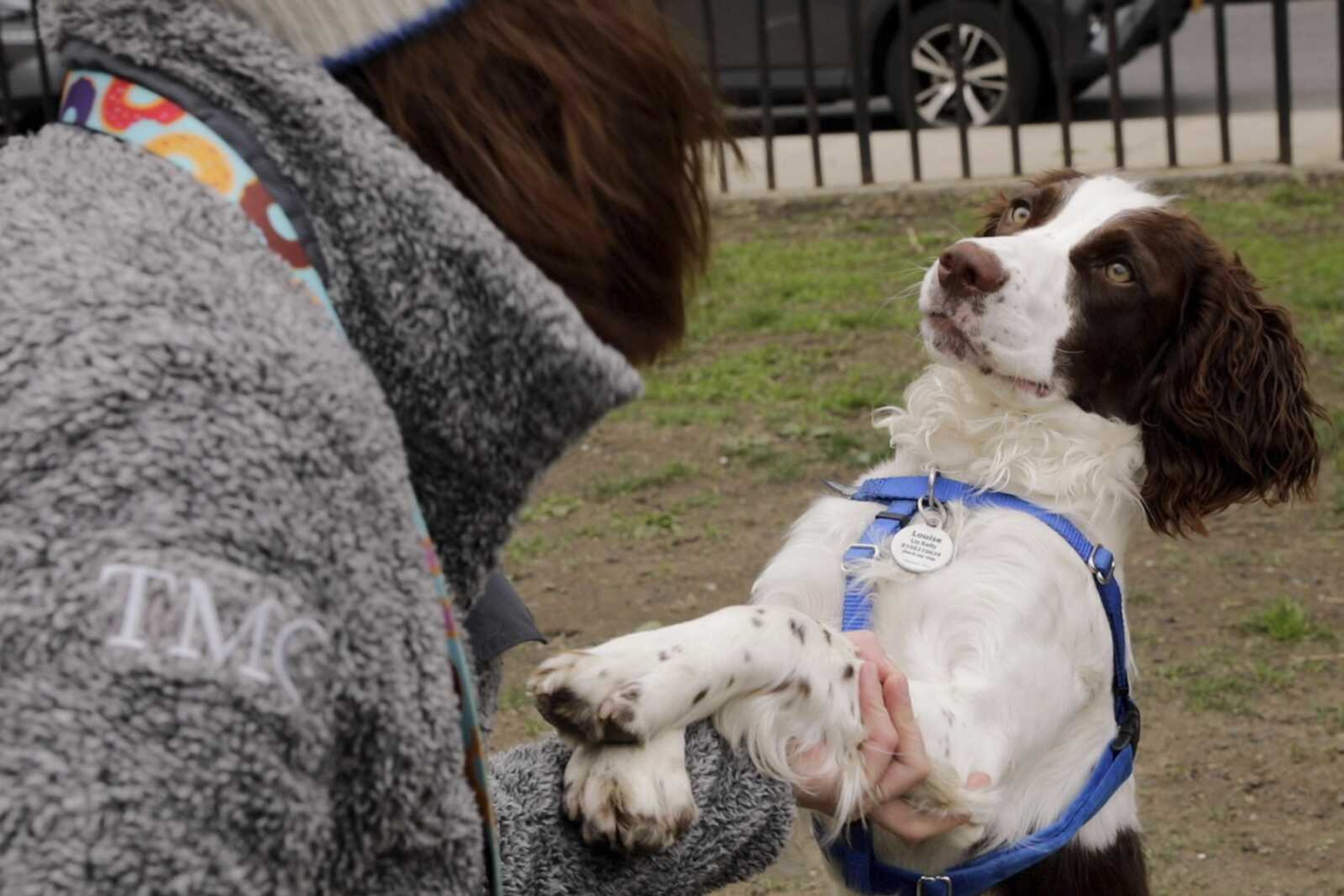 Elizabeth Kelly plays with her English springer spaniel, Louise, on Tuesday at McCarren Park in the Brooklyn borough of New York.