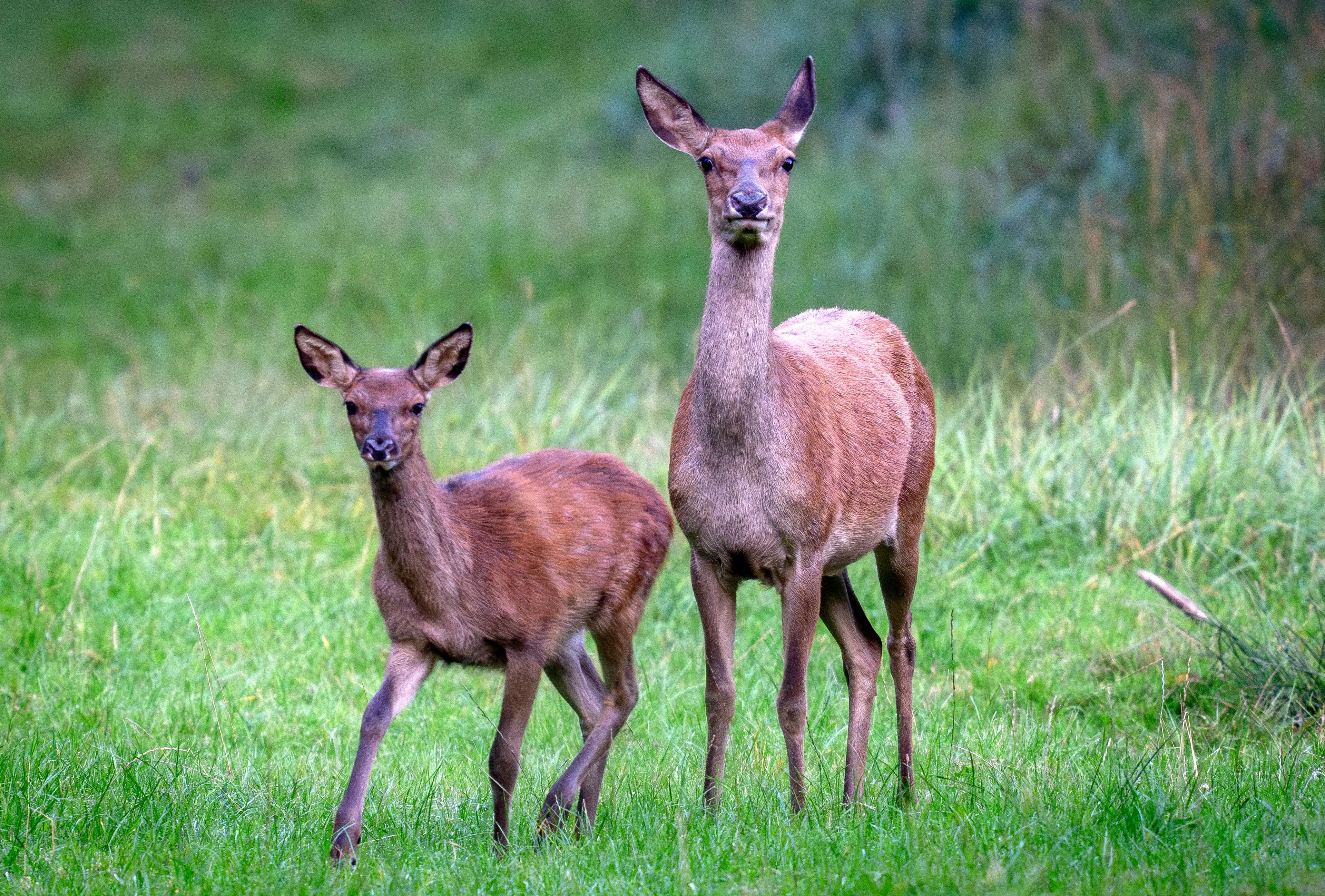 A fawn and its mother stand together in a forest of the Taunus region in Frankfurt, Germany, Tuesday, Sept. 17, 2024. (AP Photo/Michael Probst)