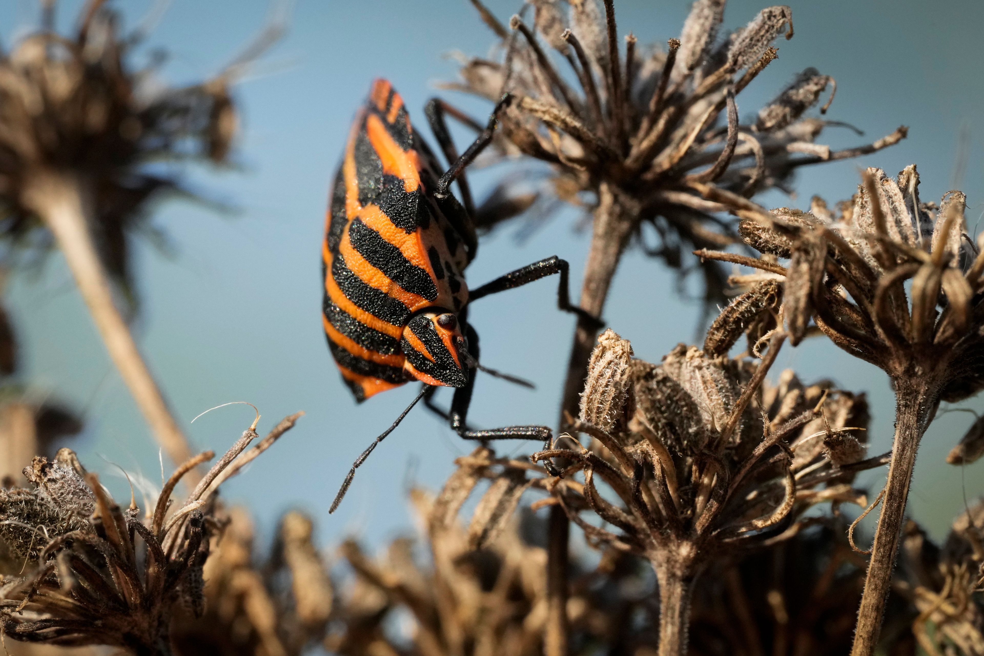 A beetle basks in the sun on a city meadow in Tallinn, Estonia, Monday, Sept. 9, 2024. (AP Photo/Sergei Grits)