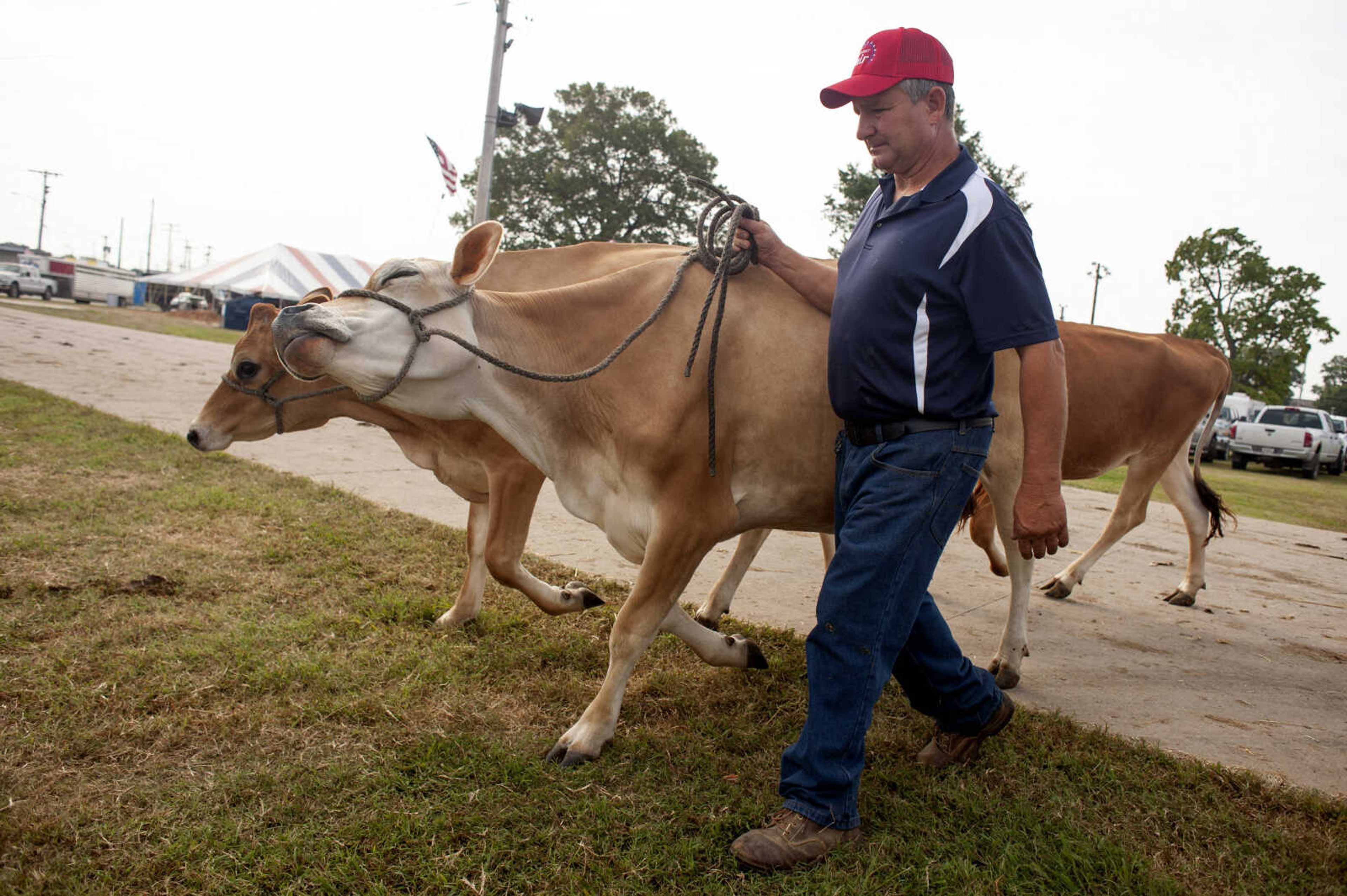 Joe's son Eddie Kirchdoerfer takes jersey cattle back to a their tent after showing in competition during the 2019 SEMO District Fair on Monday, Sept. 9, 2019, at Arena Park in Cape Girardeau.