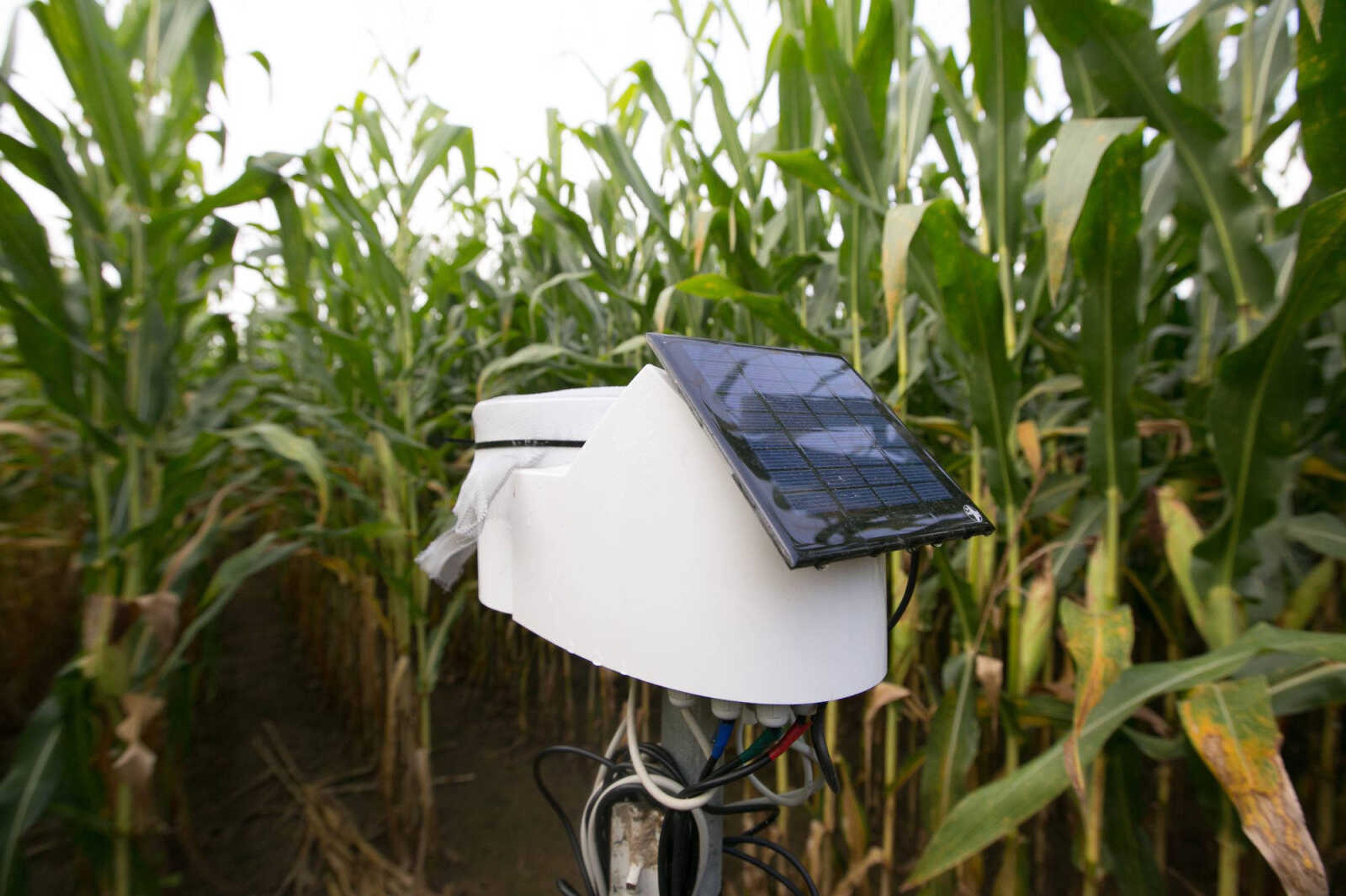 A soil sensor in the corn field Friday at the David M. Barton Agriculture Research Center near Gordonville. (Glenn Landberg)