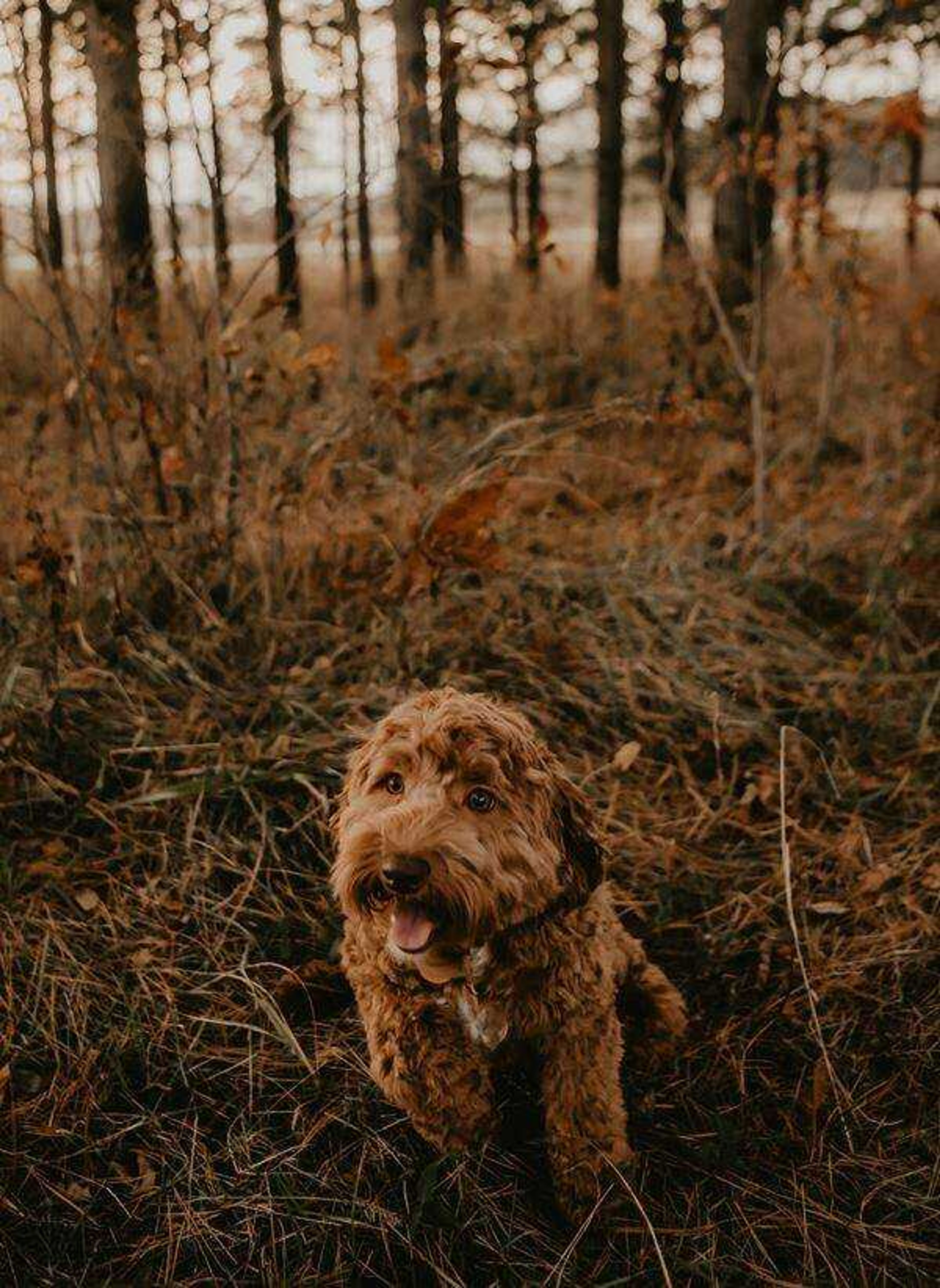 Waylon loves getting his picture done&nbsp; -&nbsp; Hi, my name is Waylon. I am a 1 year old Miniature Labradoodle