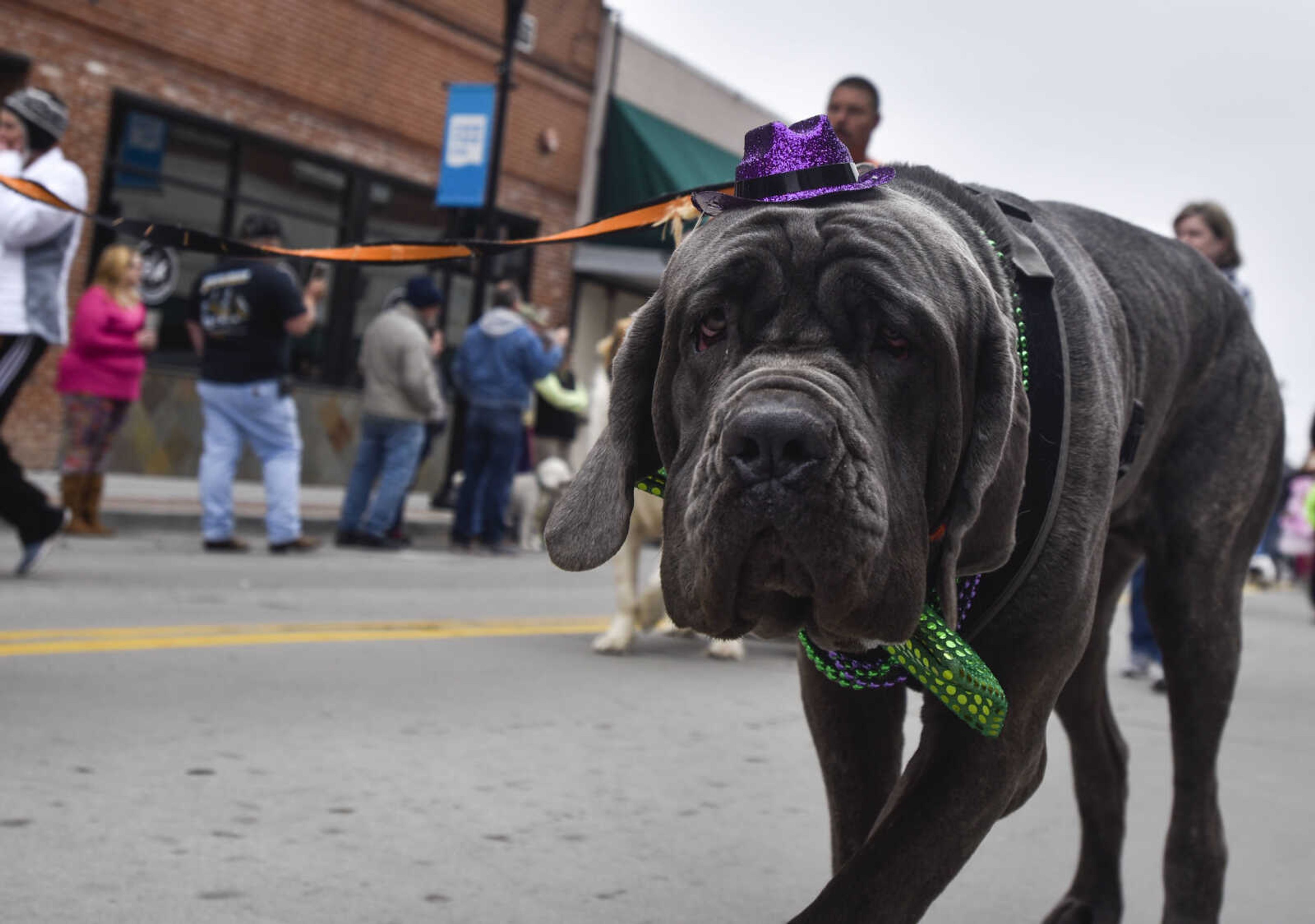 A dog strolls down Main Street during the 2nd annual Mardi Paws Parade of Pets on Sunday, March 18, 2018, in Cape Girardeau.